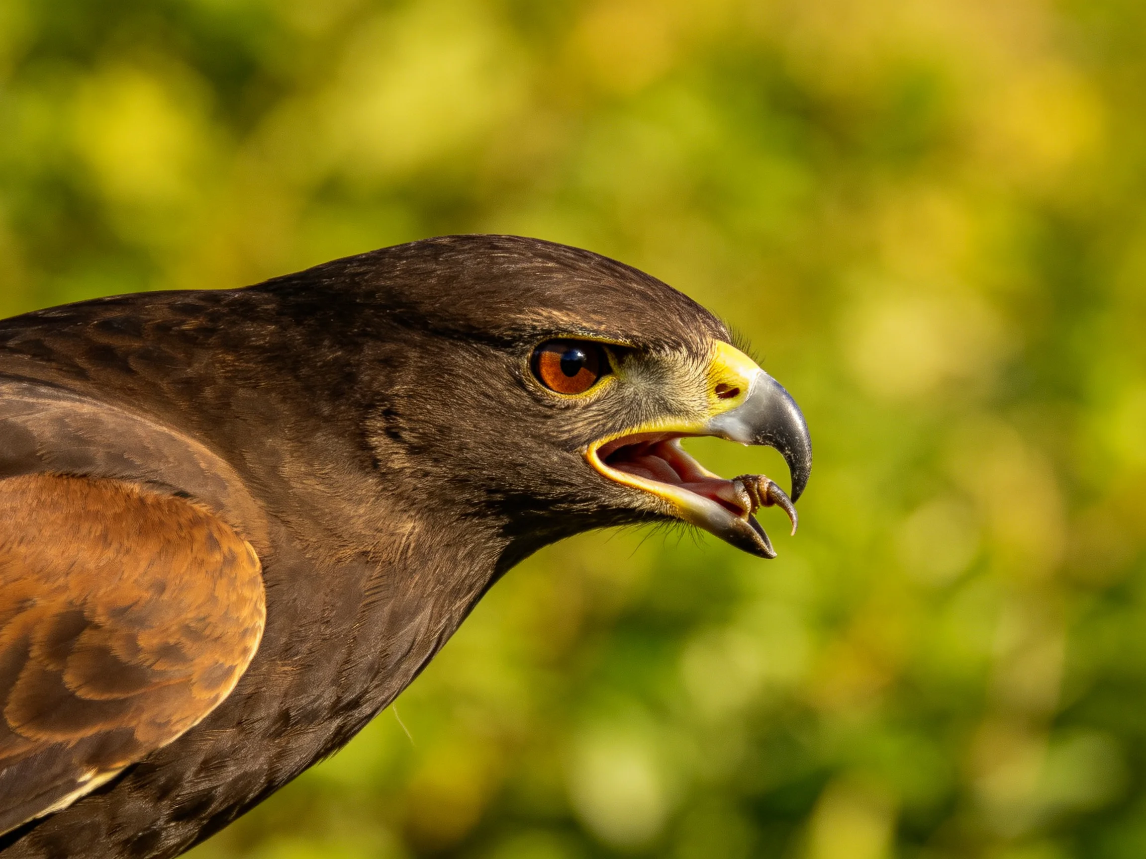 Close - up of a dark brown hawk with yellow beak near green foliage