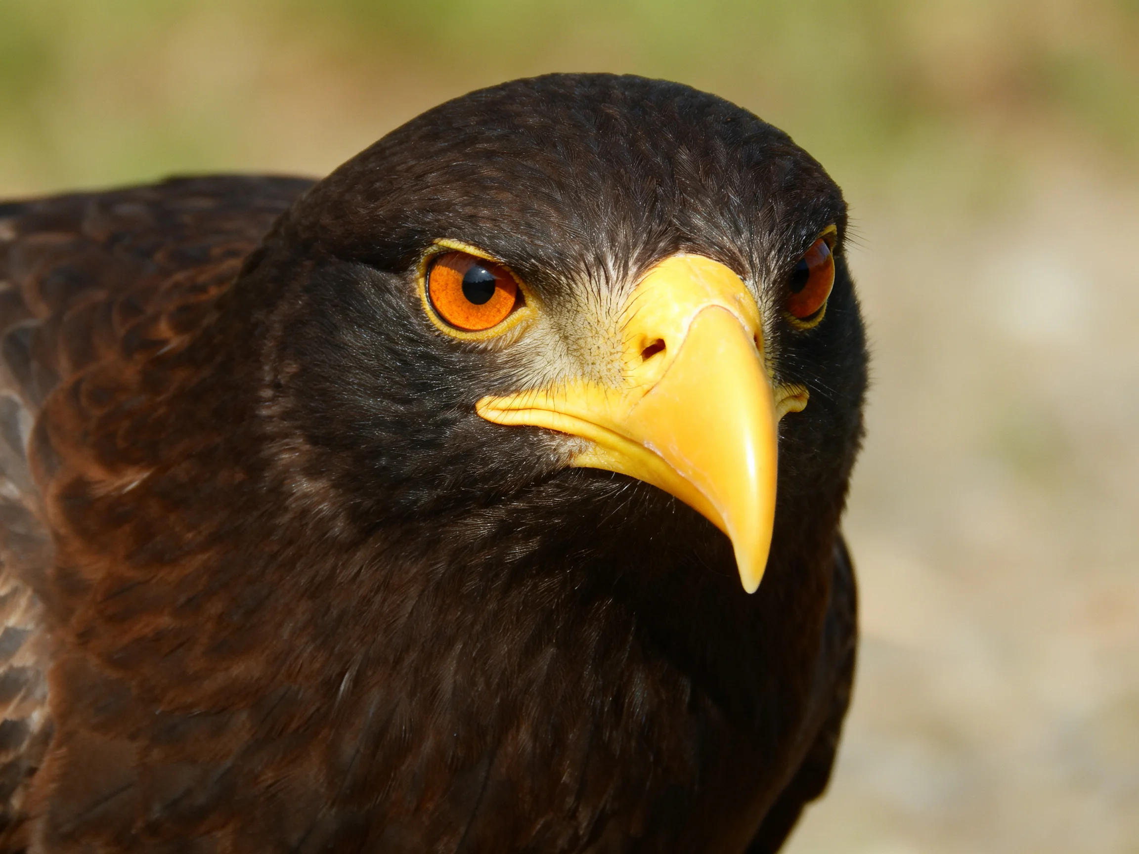 Close-up of a dark-feathered bird with orange eyes and yellow beak