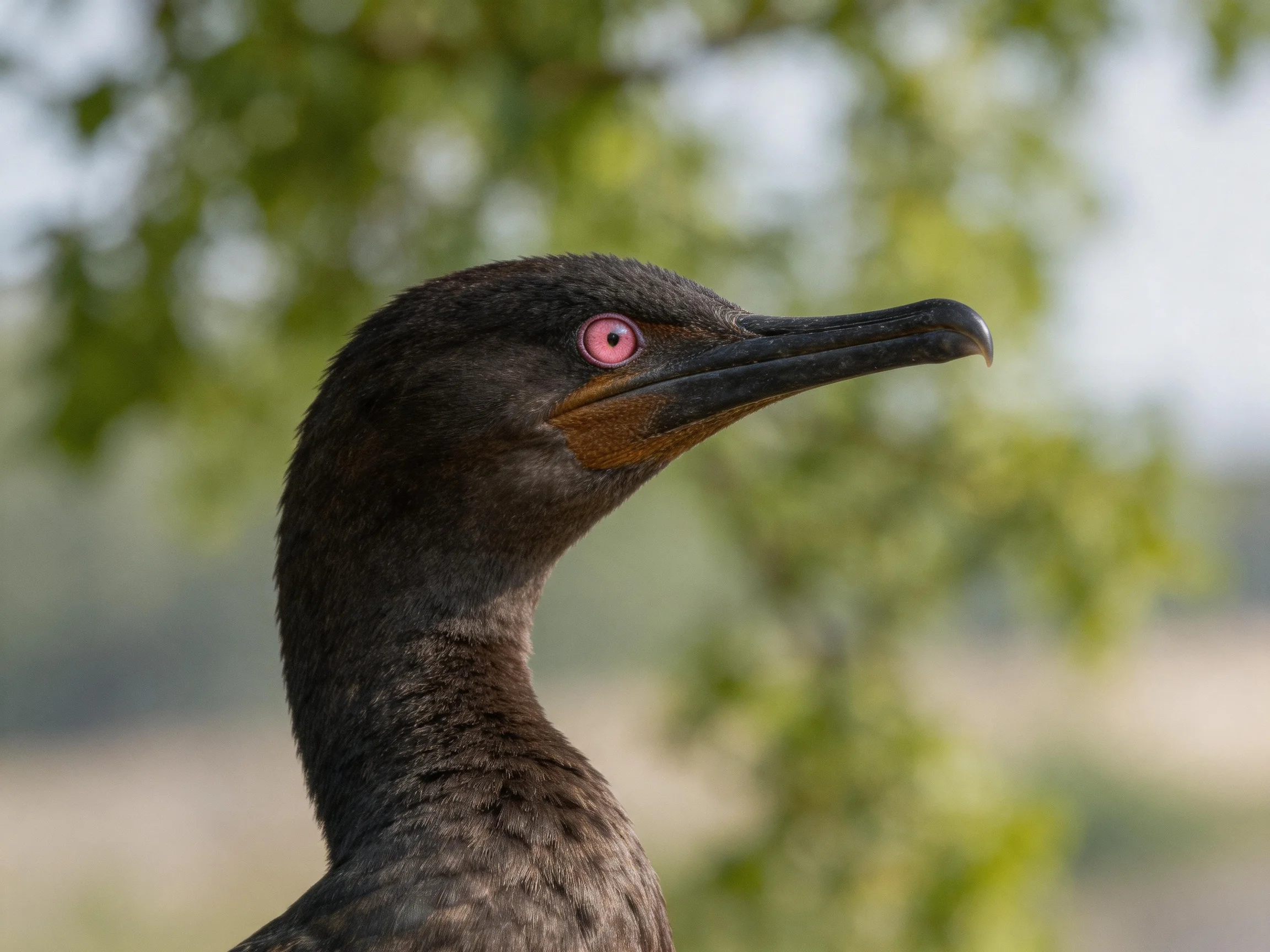 A close-up view of a dark-feathered bird showcasing its distinct facial features against a blurred natural backdrop.