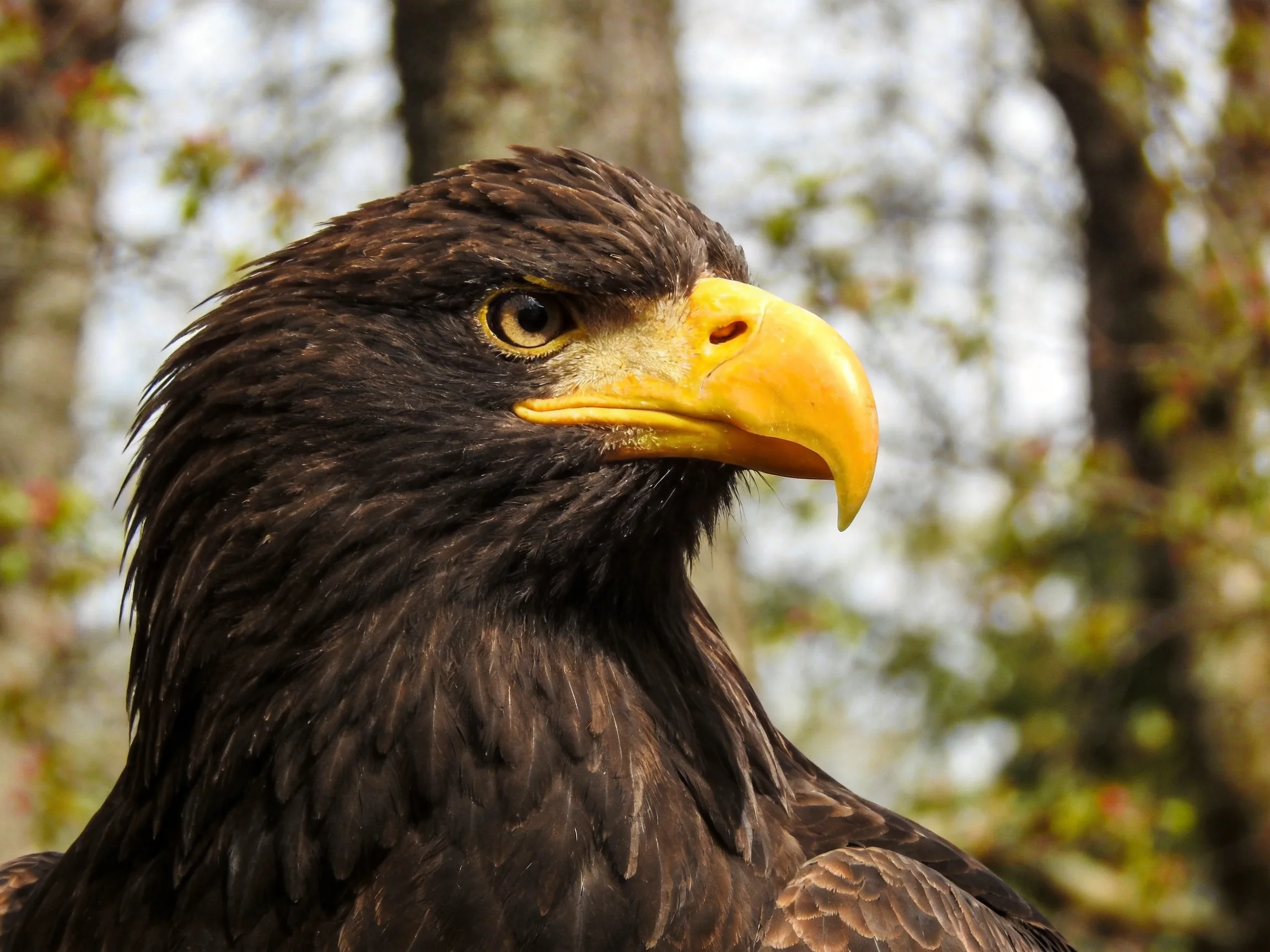 Close-up of a dark-feathered eagle with a bright yellow beak