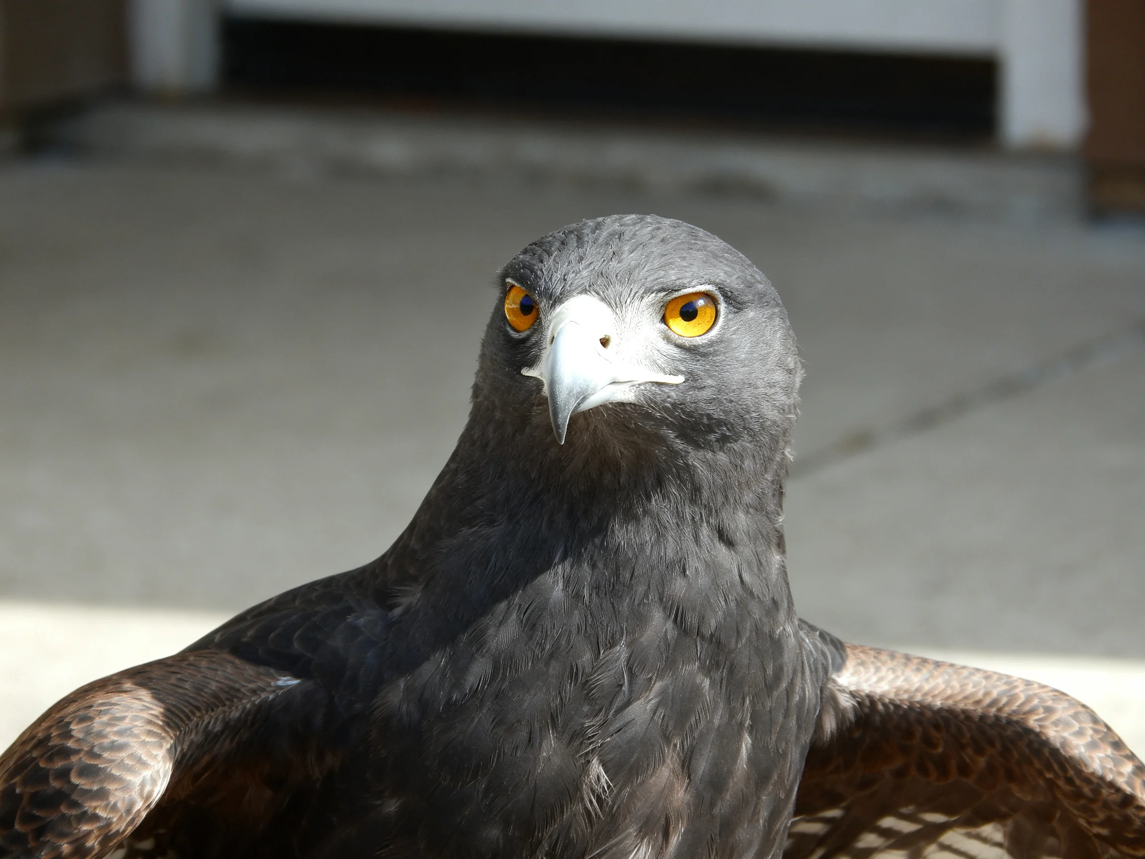 Dark gray bird with bright yellow eyes photographed closely.