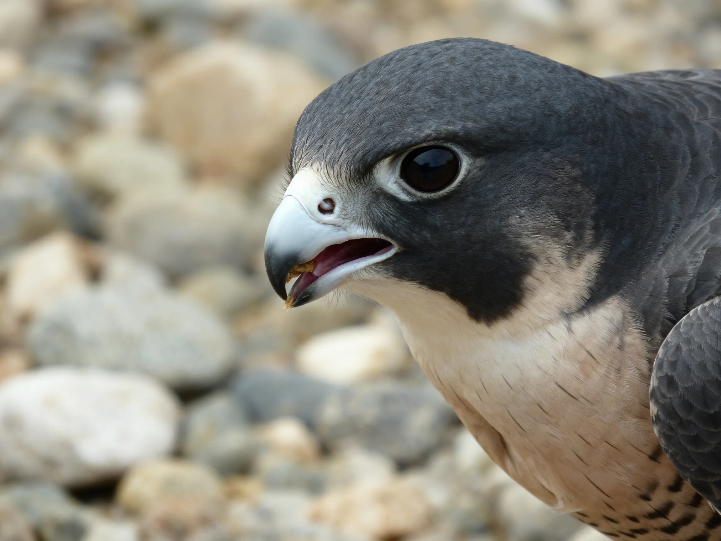 Close-up of a dark gray falcon with a beige chest
