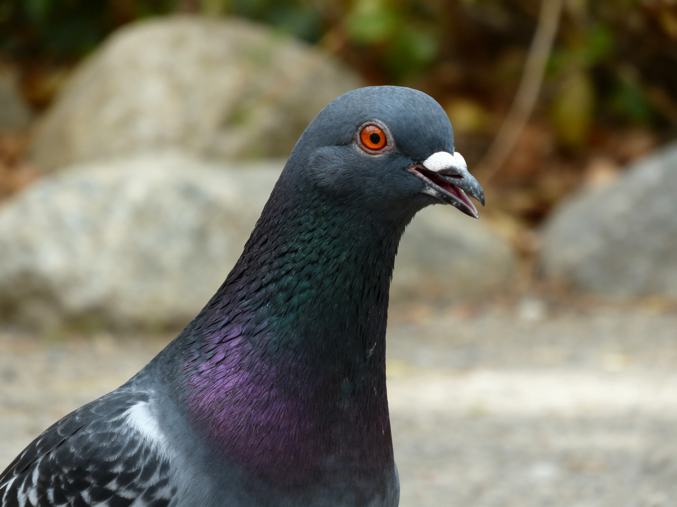Close-up of a dark gray pigeon with iridescent purple neck feathers