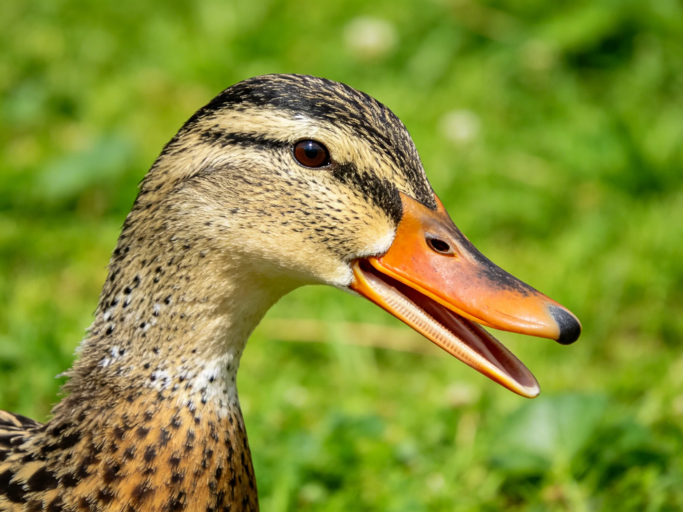 Close - up of a duck with brown speckled feathers and orange beak