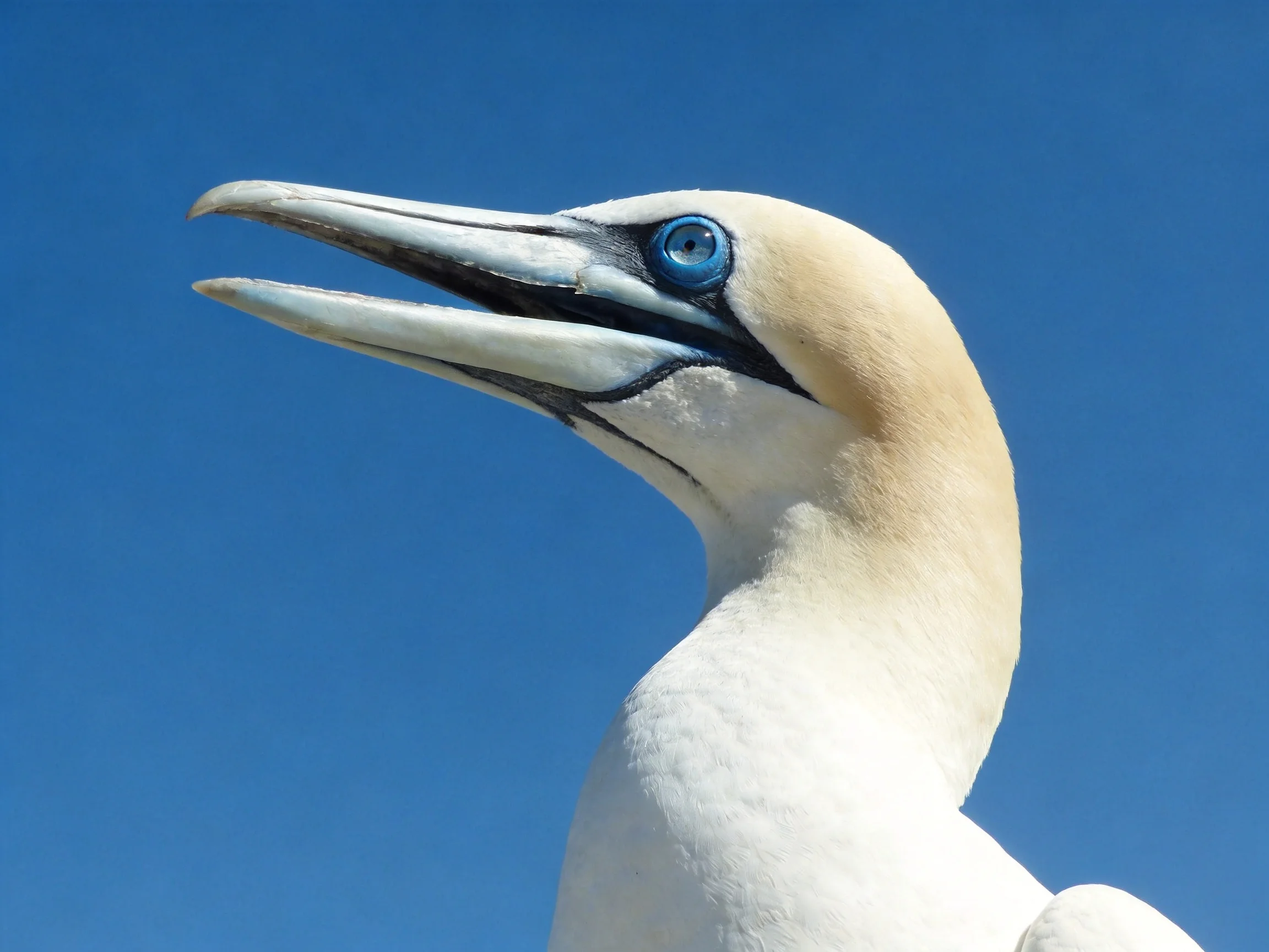 Close-up of a gannet with long beak and bright blue eye