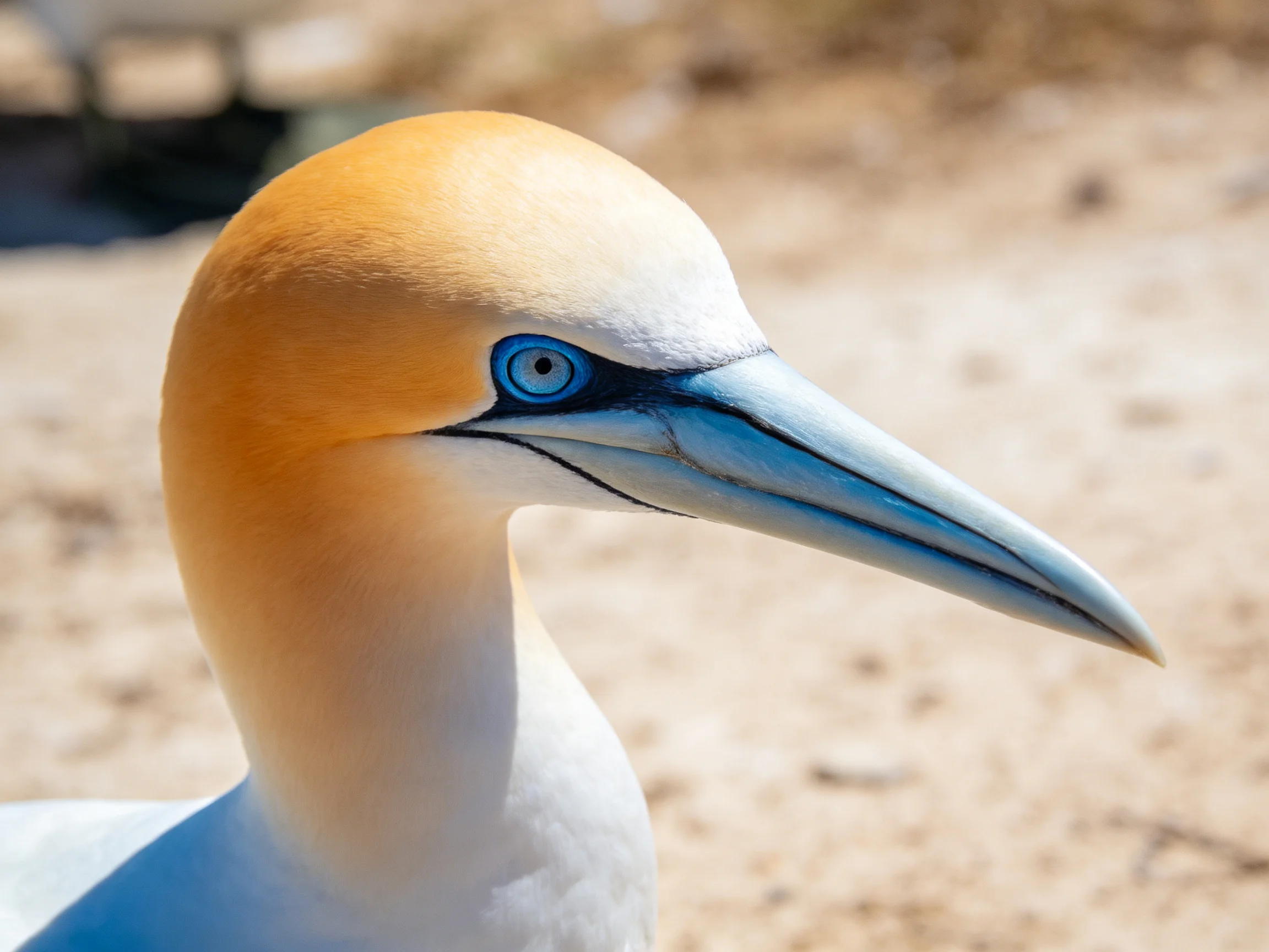 Close - up of a gannet with orange head and blue eye