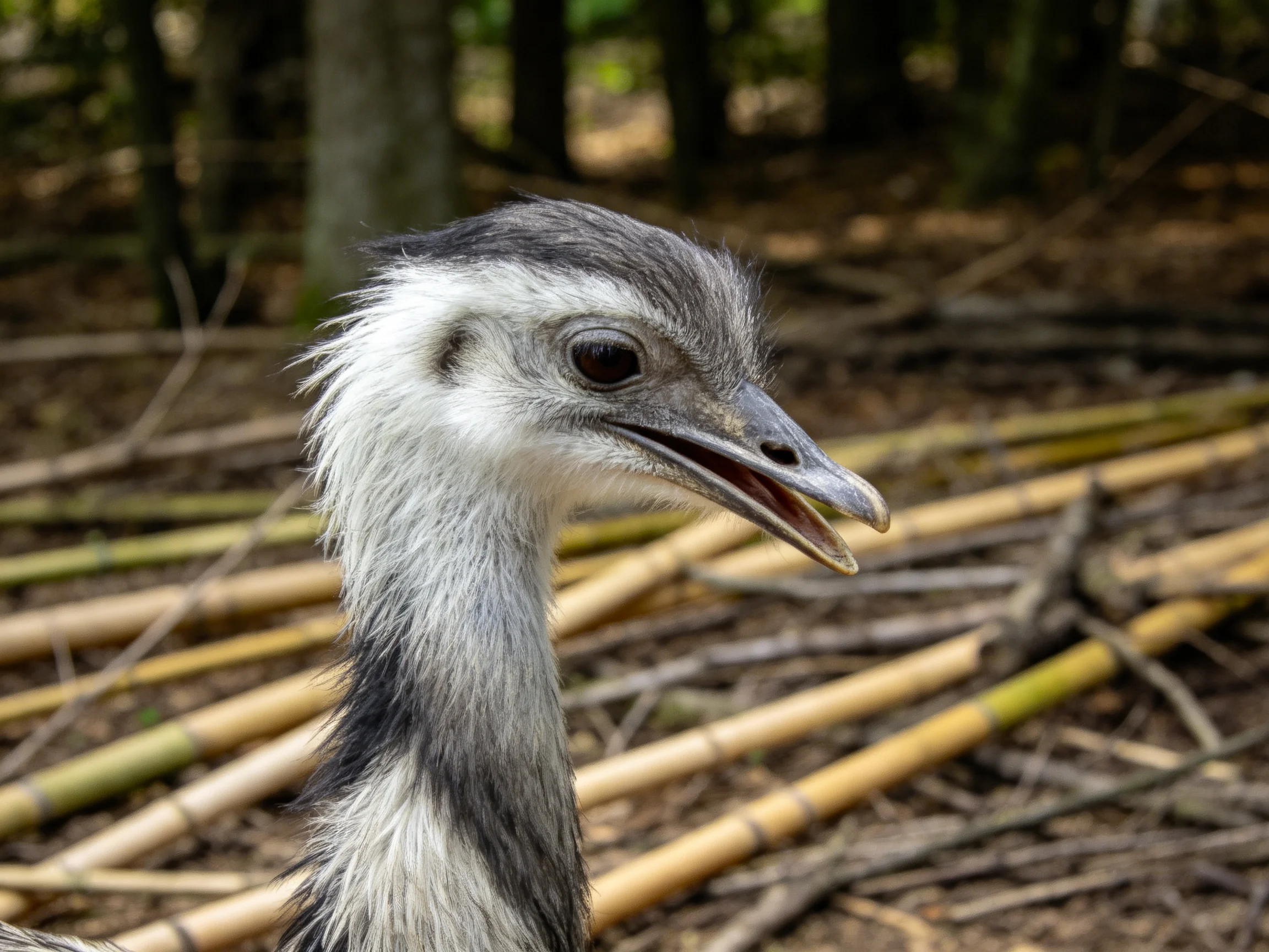 Close-up of a gray and white bird with open beak near scattered bamboo