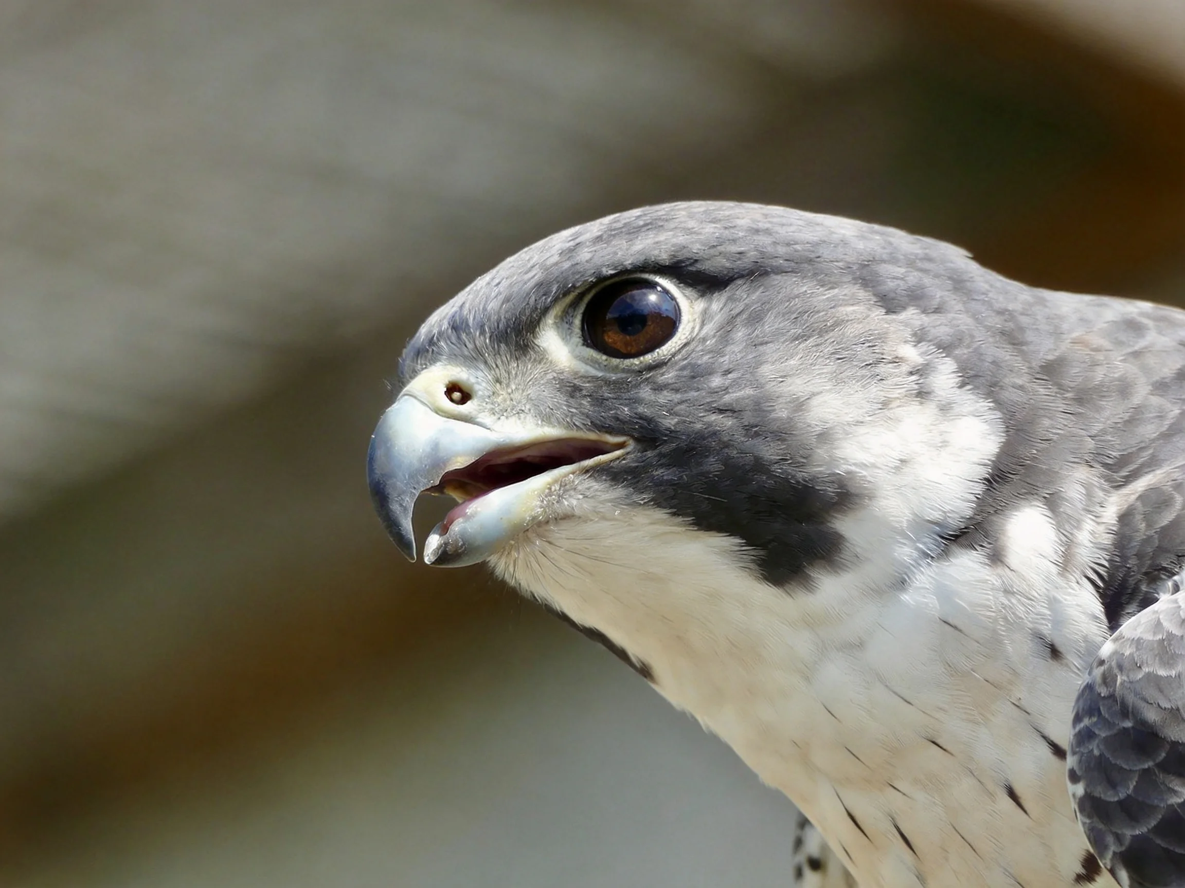 Close-up of a gray-feathered falcon with sharp features