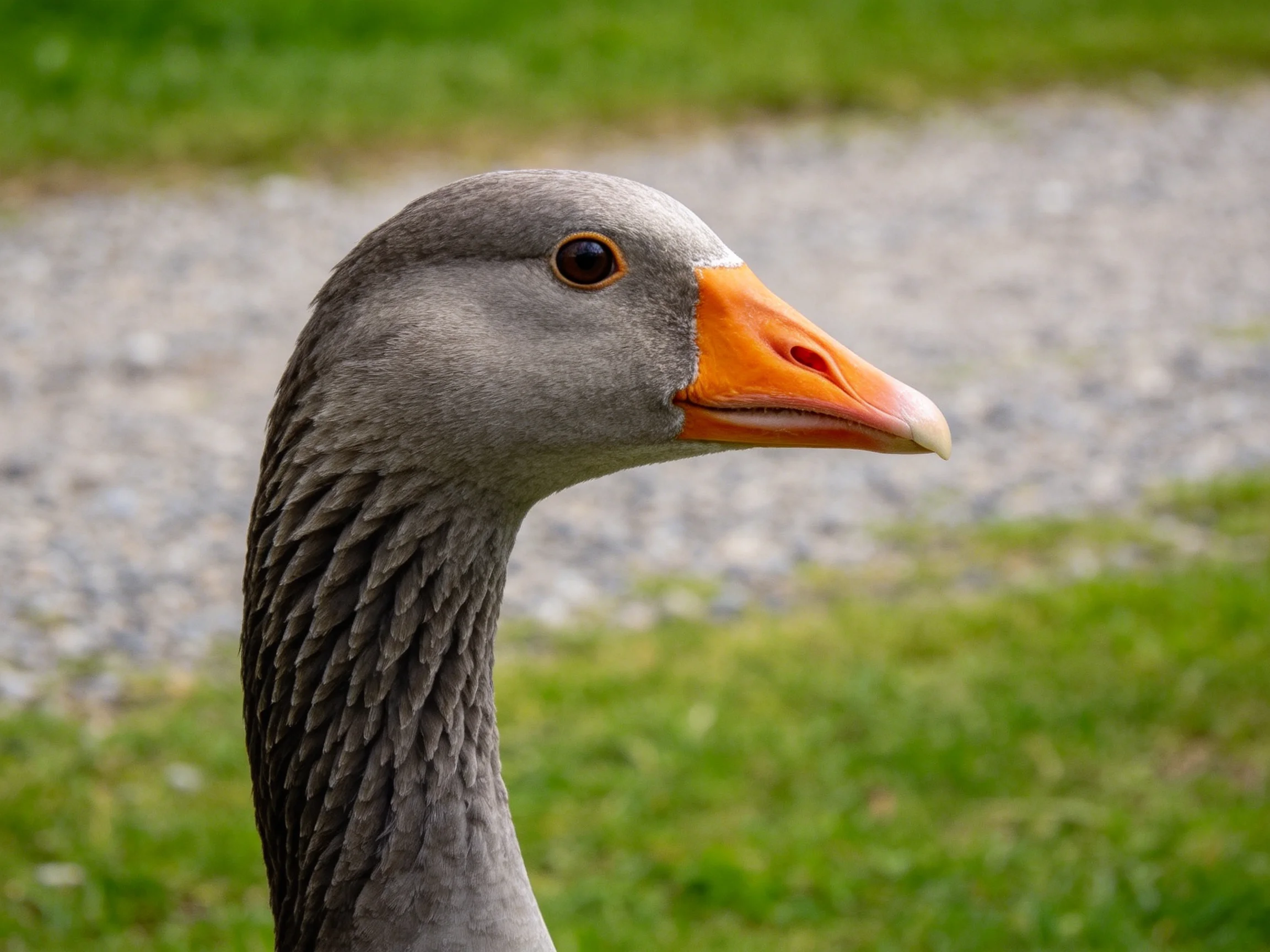 Close-up of a gray-feathered goose with a bright orange beak