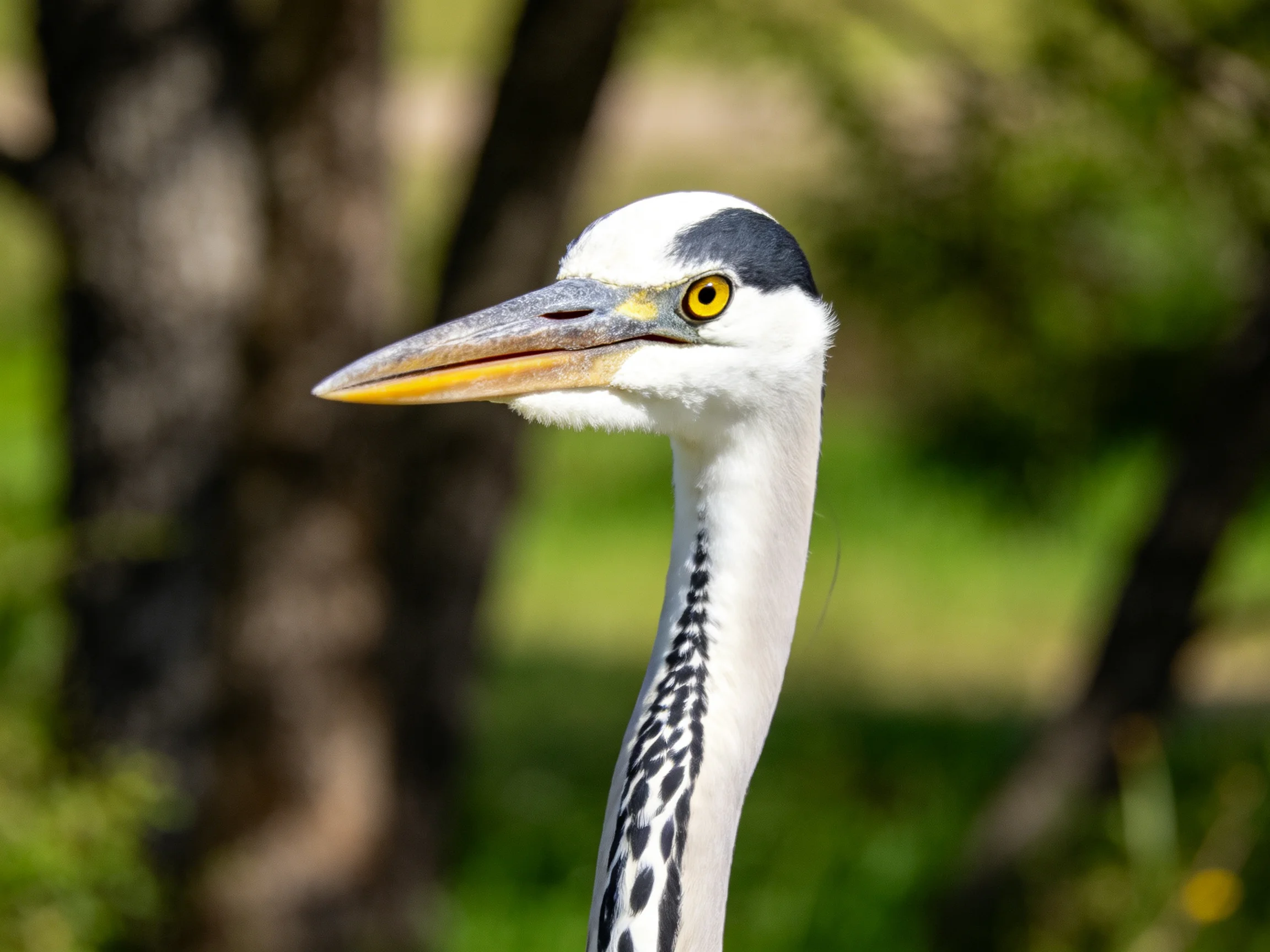 Close-up of a gray heron with yellow eyes and spotted neck