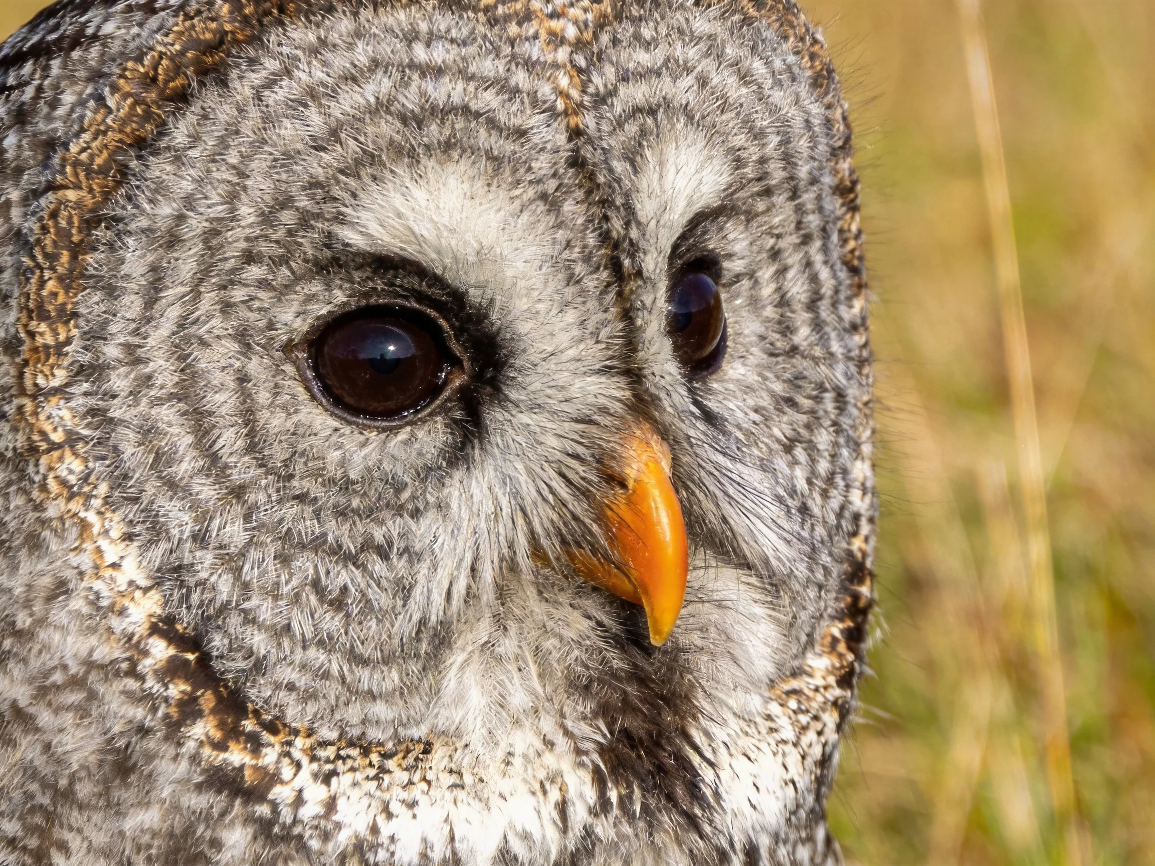 Close - up of a gray owl with orange beak and large dark eyes