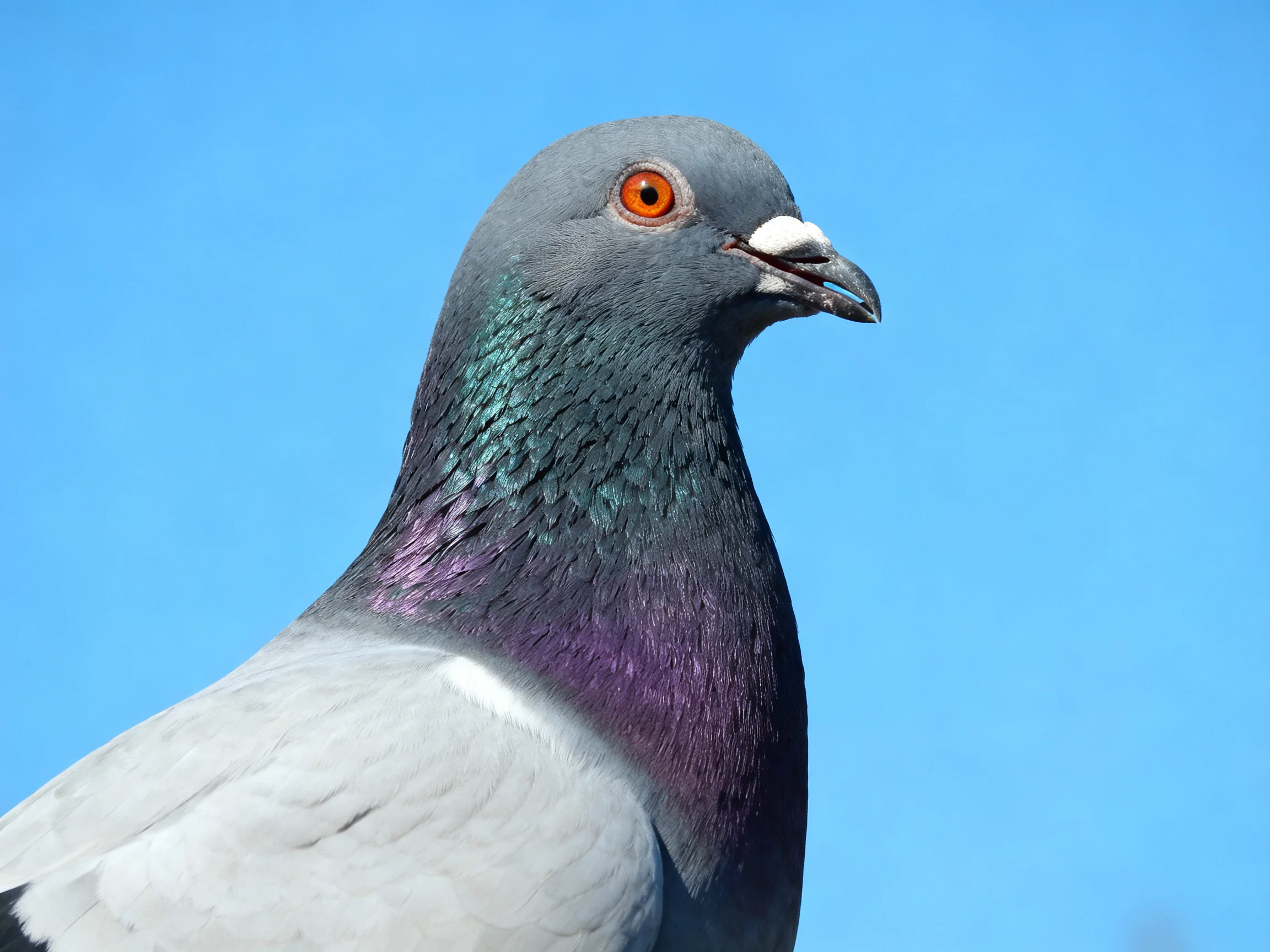 Close-up of a gray, purple, teal pigeon with bright orange eye against clear blue sky