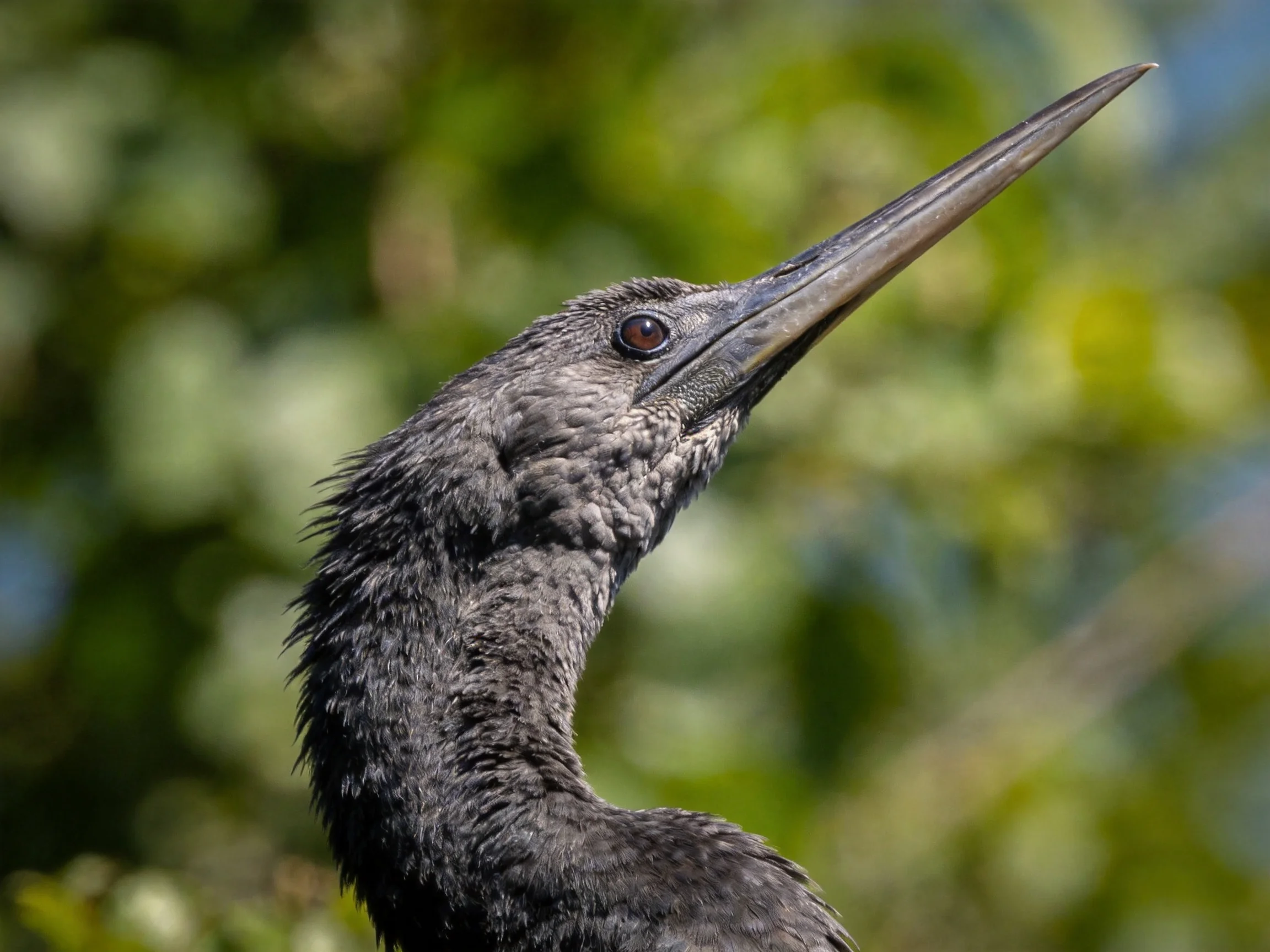 Close-up of a gray waterbird with an elongated pointed beak