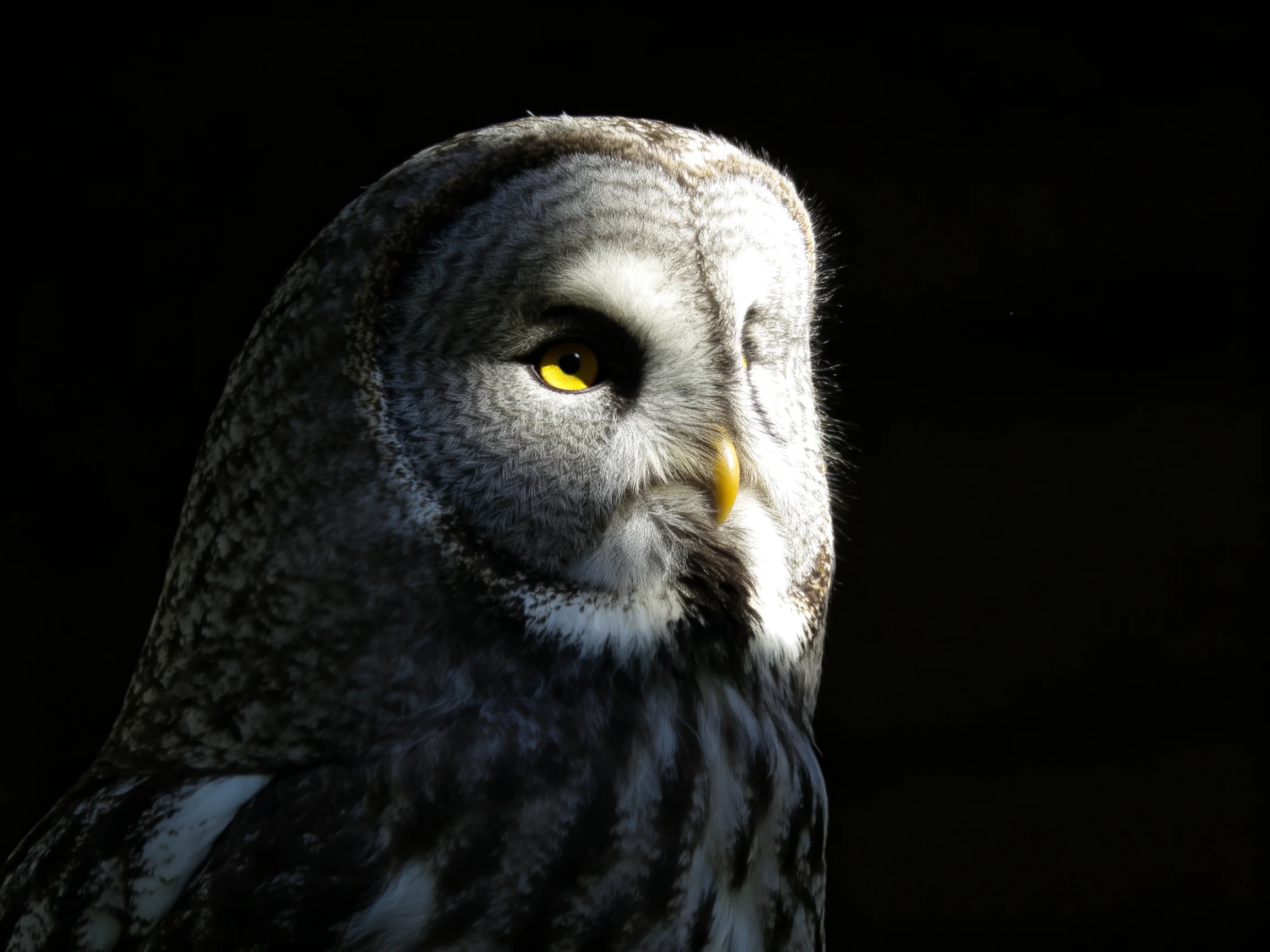 Close-up of a great grey owl with bright yellow eyes and dark plumage