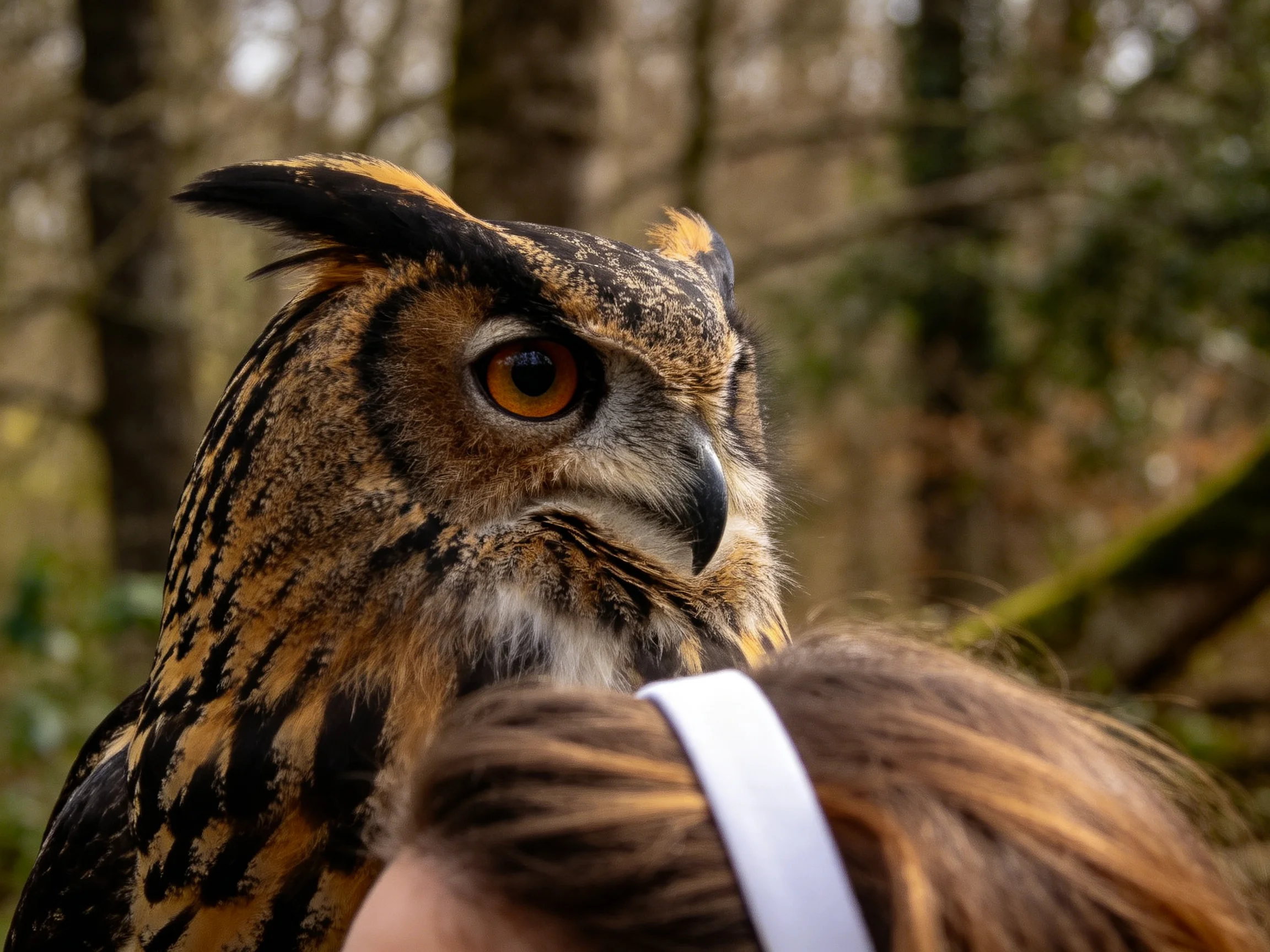 Close - up of a great horned owl with brown and black patterned plumage