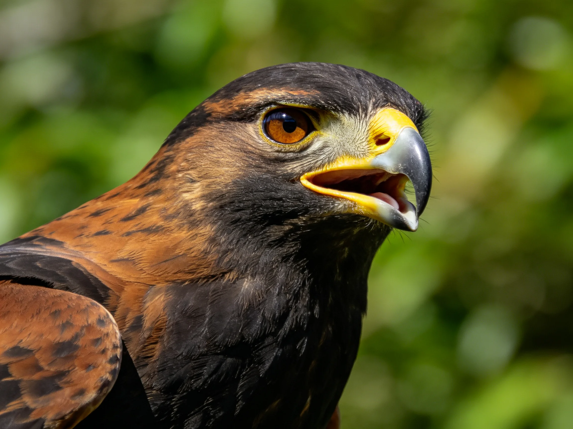 Close-up of a hawk with brown and black plumage