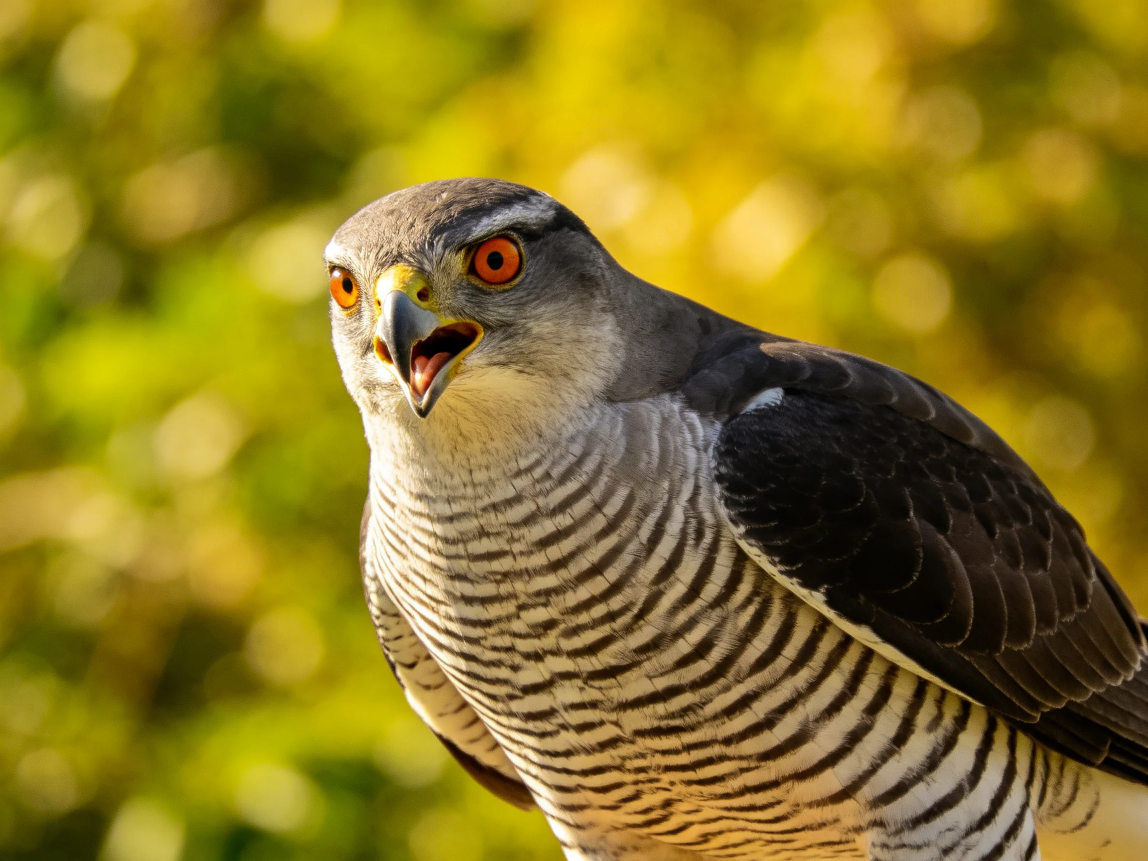 Close-up of a hawk with striped chest and bright orange eyes