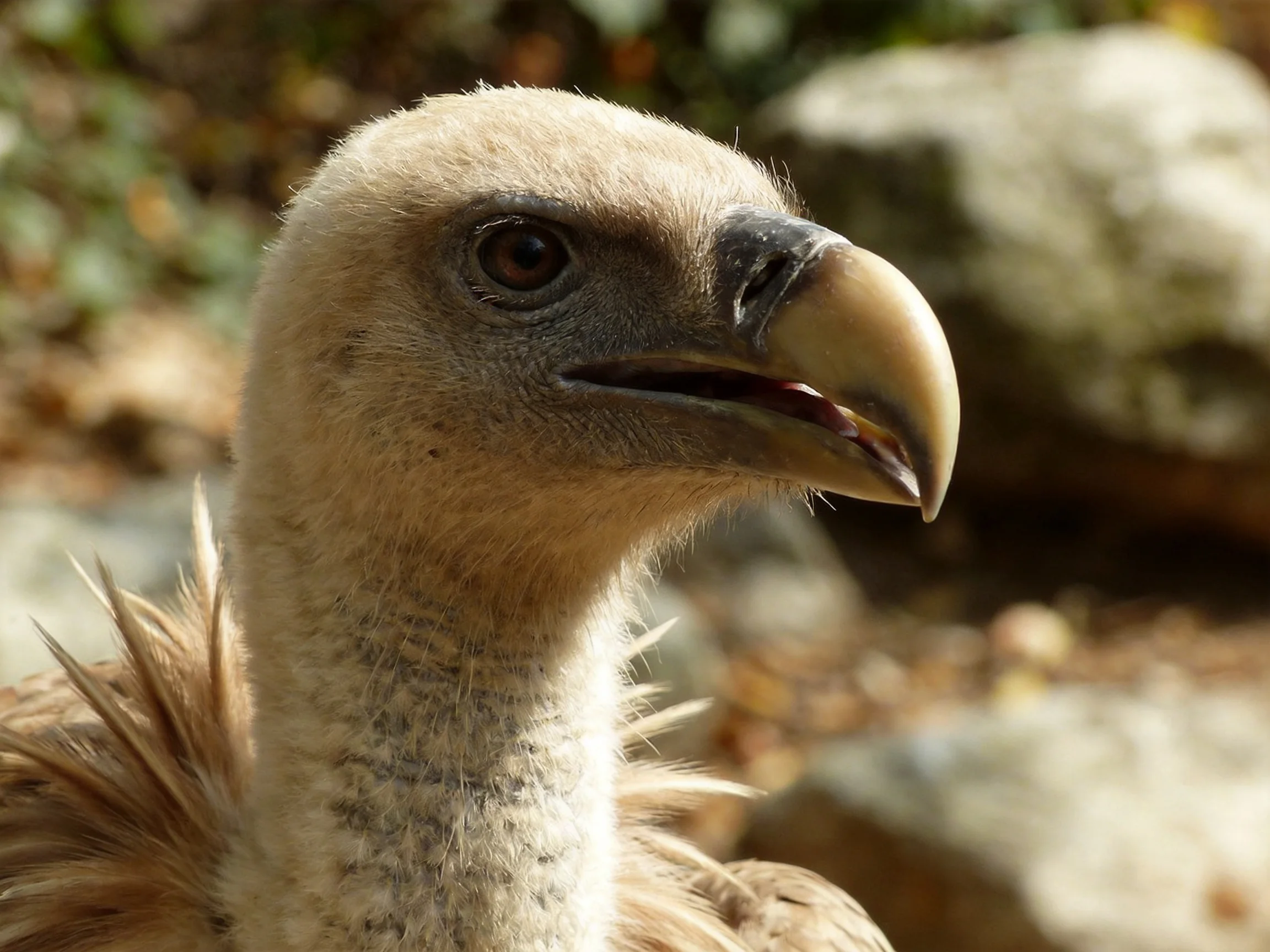 Close - up of a light brown vulture with curved beak near rocks
