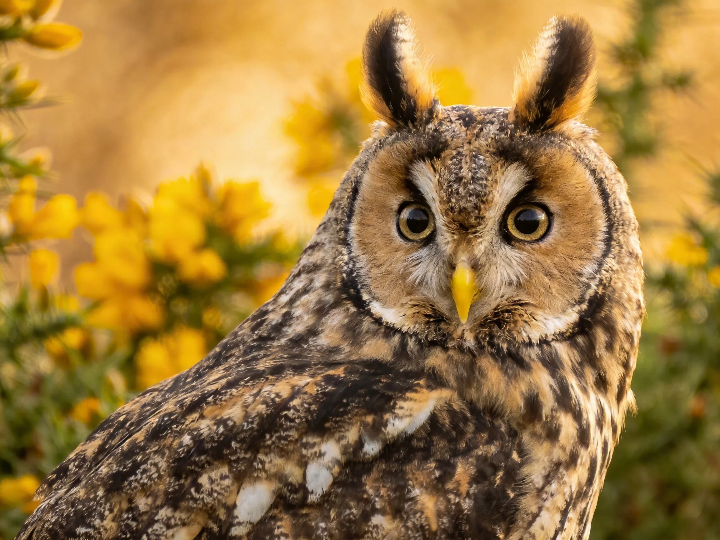 Close-up of a long-eared owl with brown and tan plumage near yellow flowers