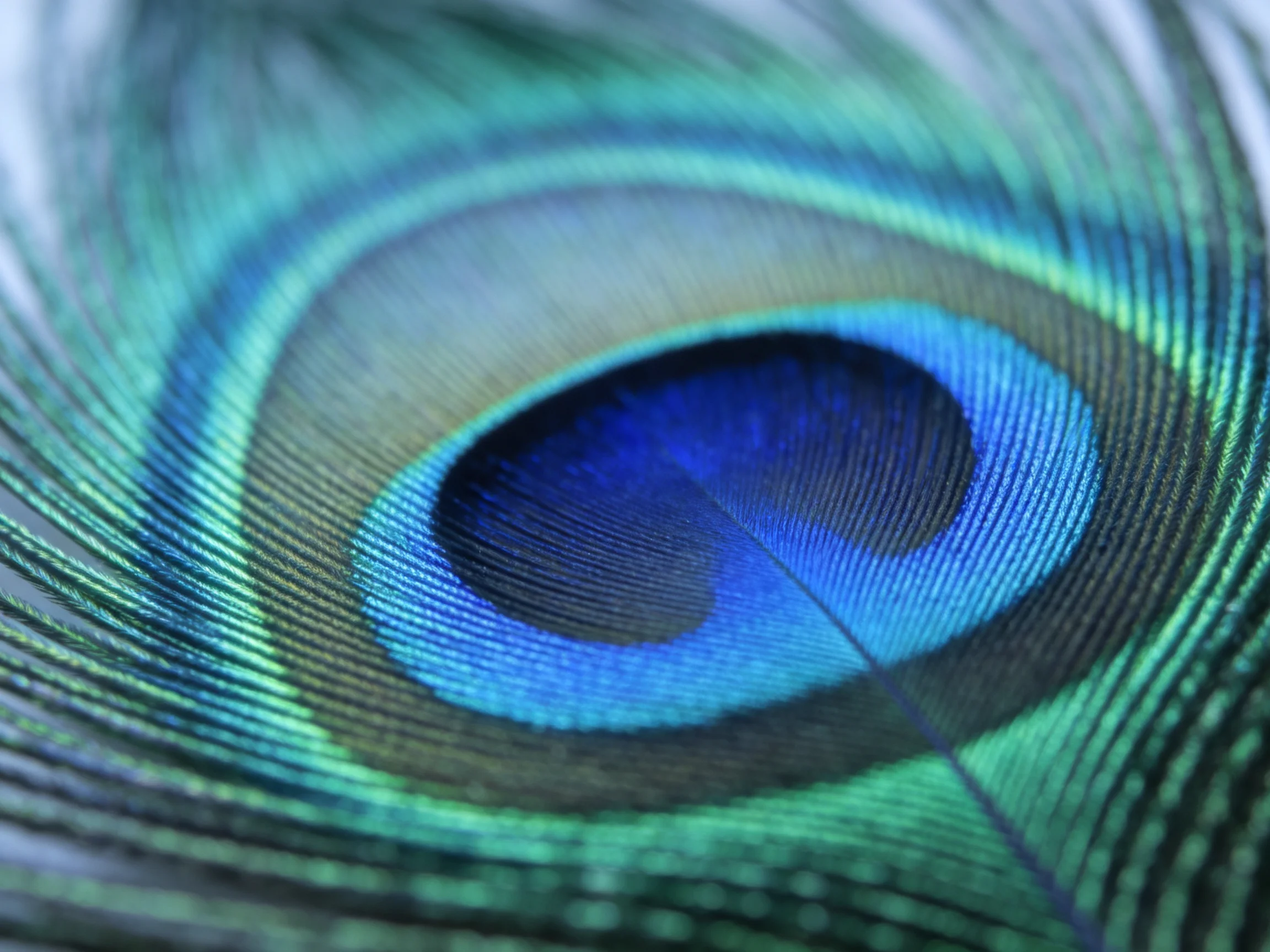Close - up of a peacock feather eye with vibrant blue and green patterns