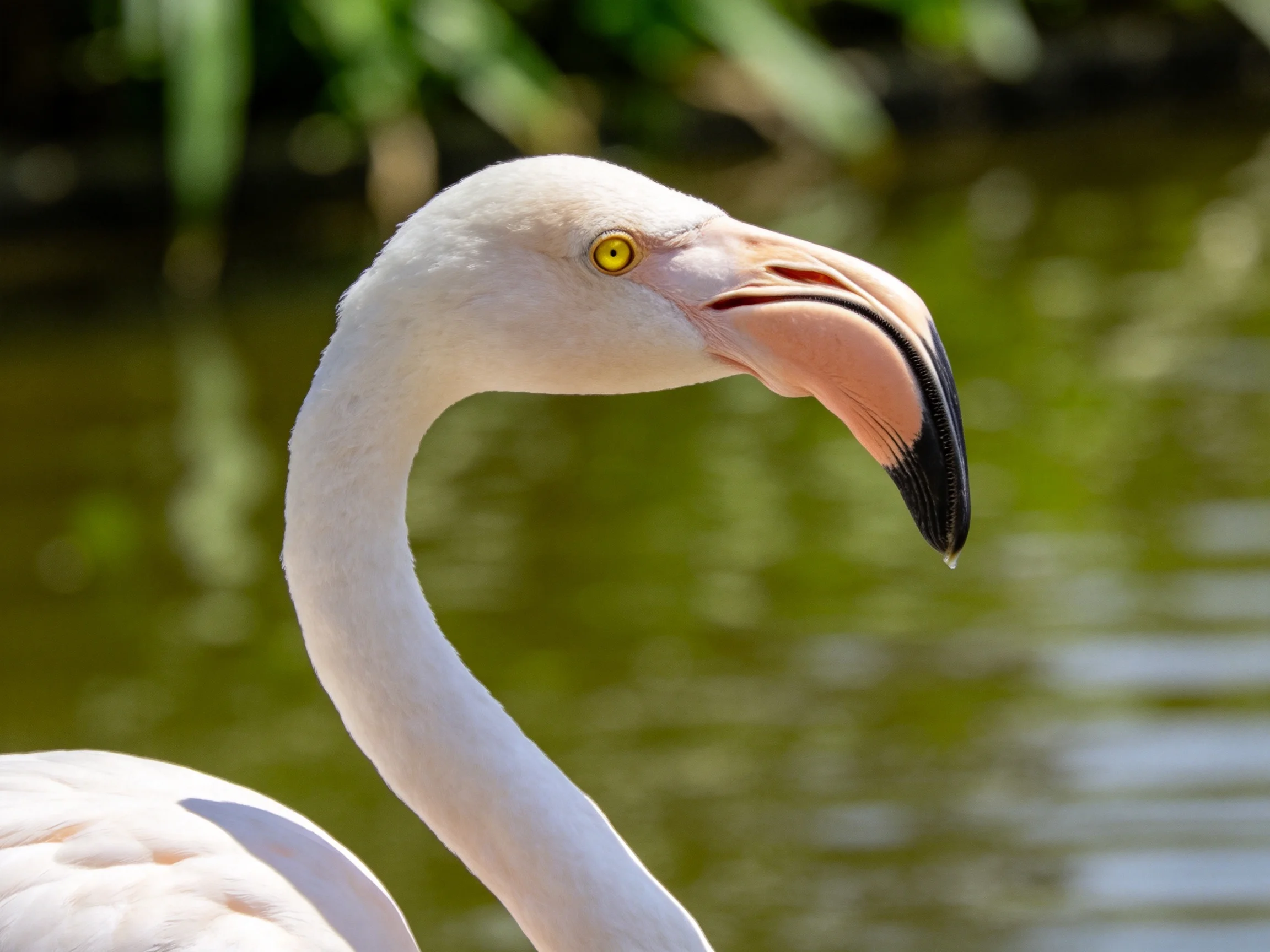 Close-up of a pink-beaked flamingo by tranquil green water