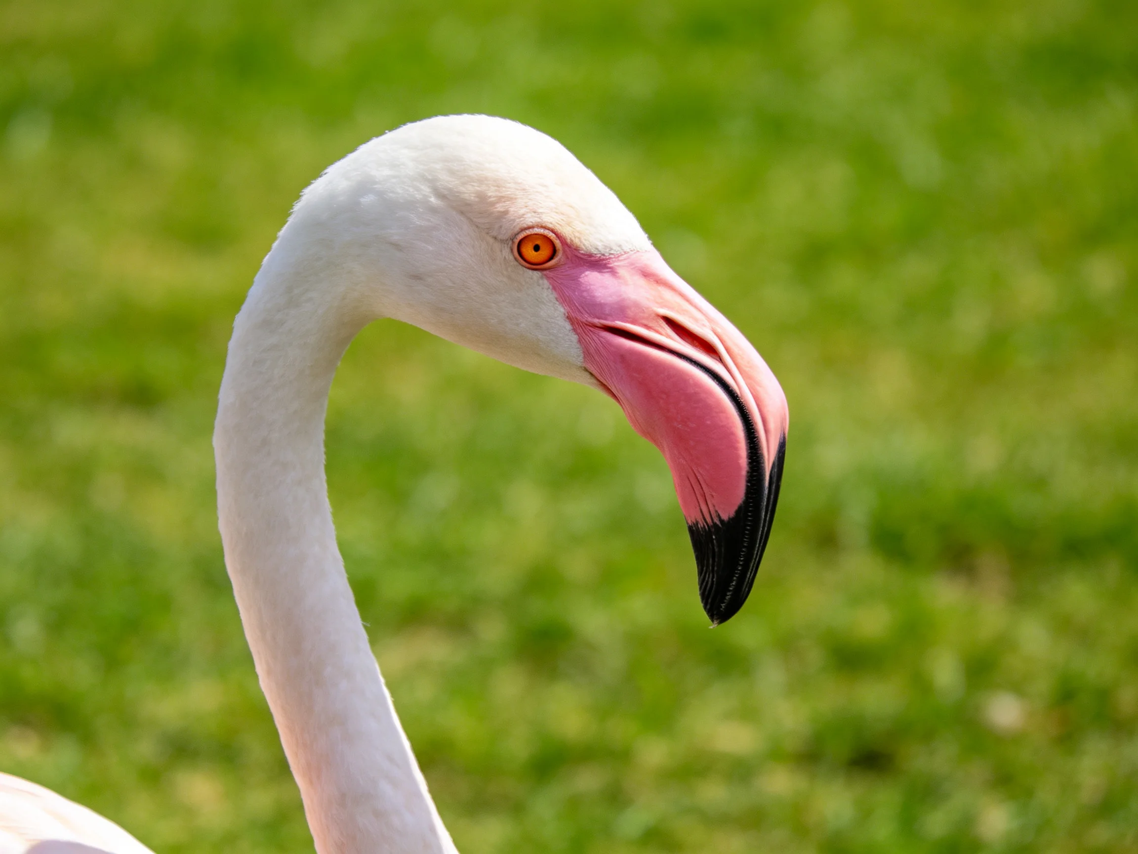 Close-up of a pink-beaked flamingo with black-tipped beak