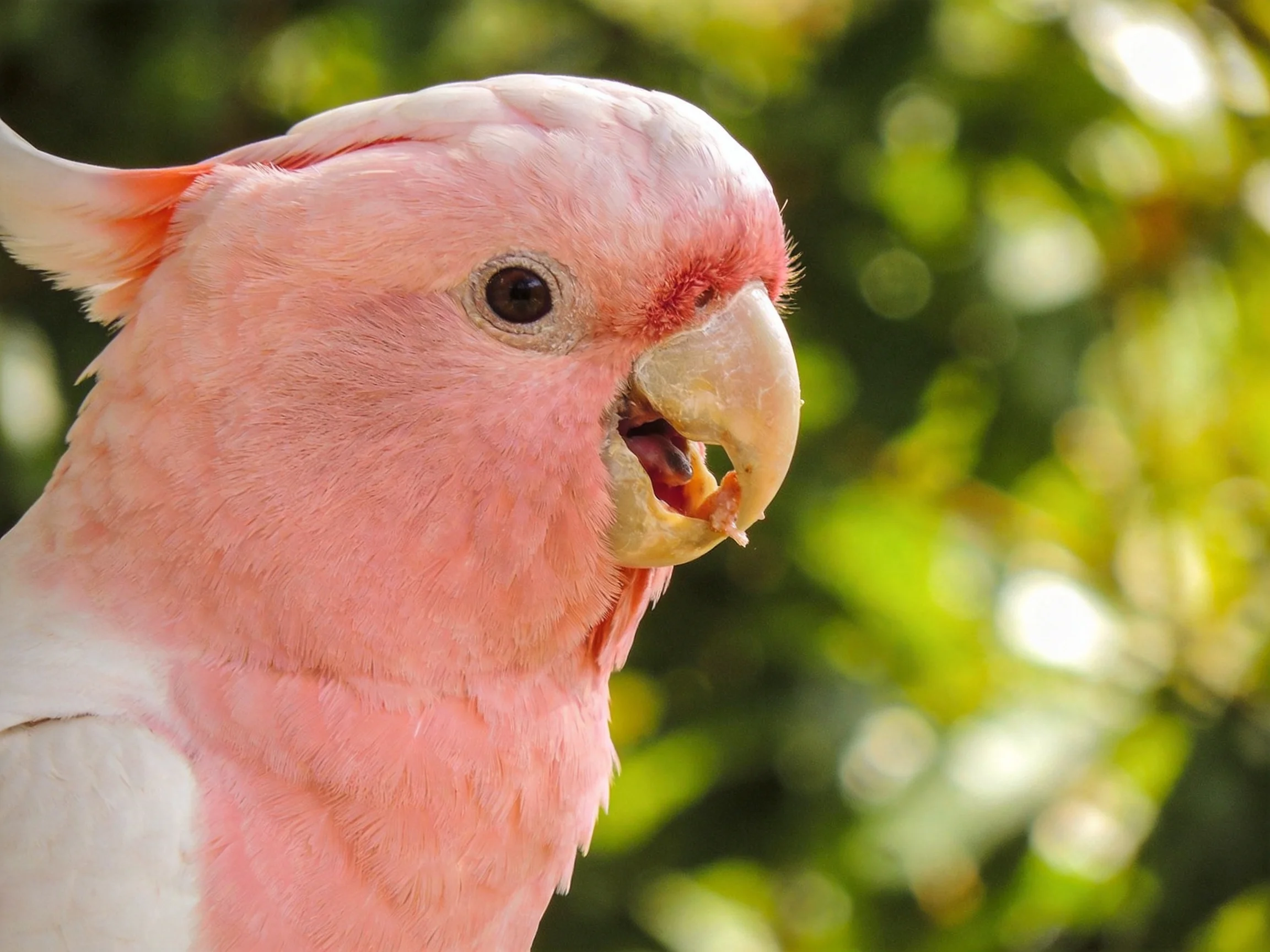 Close - up of a pink cockatoo with vibrant plumage