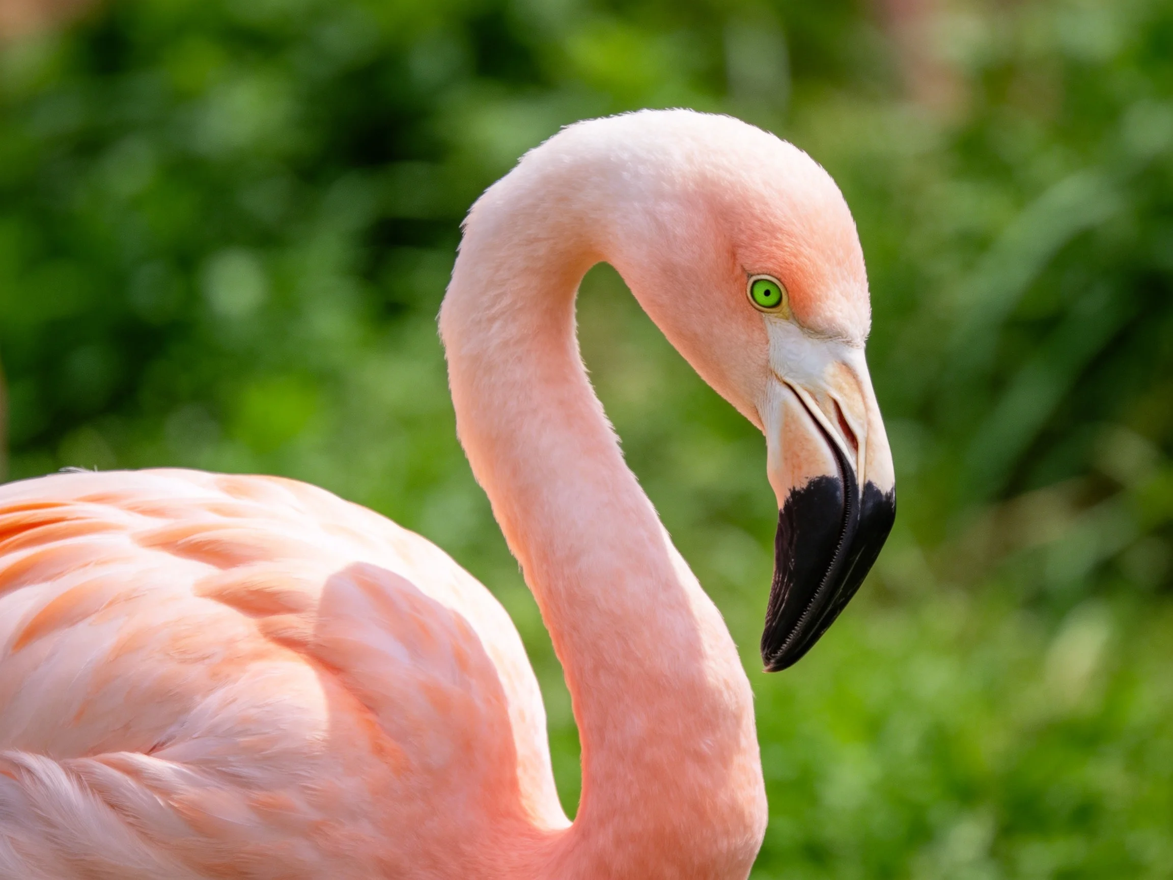 Close-up of a pink flamingo with a black-tipped beak