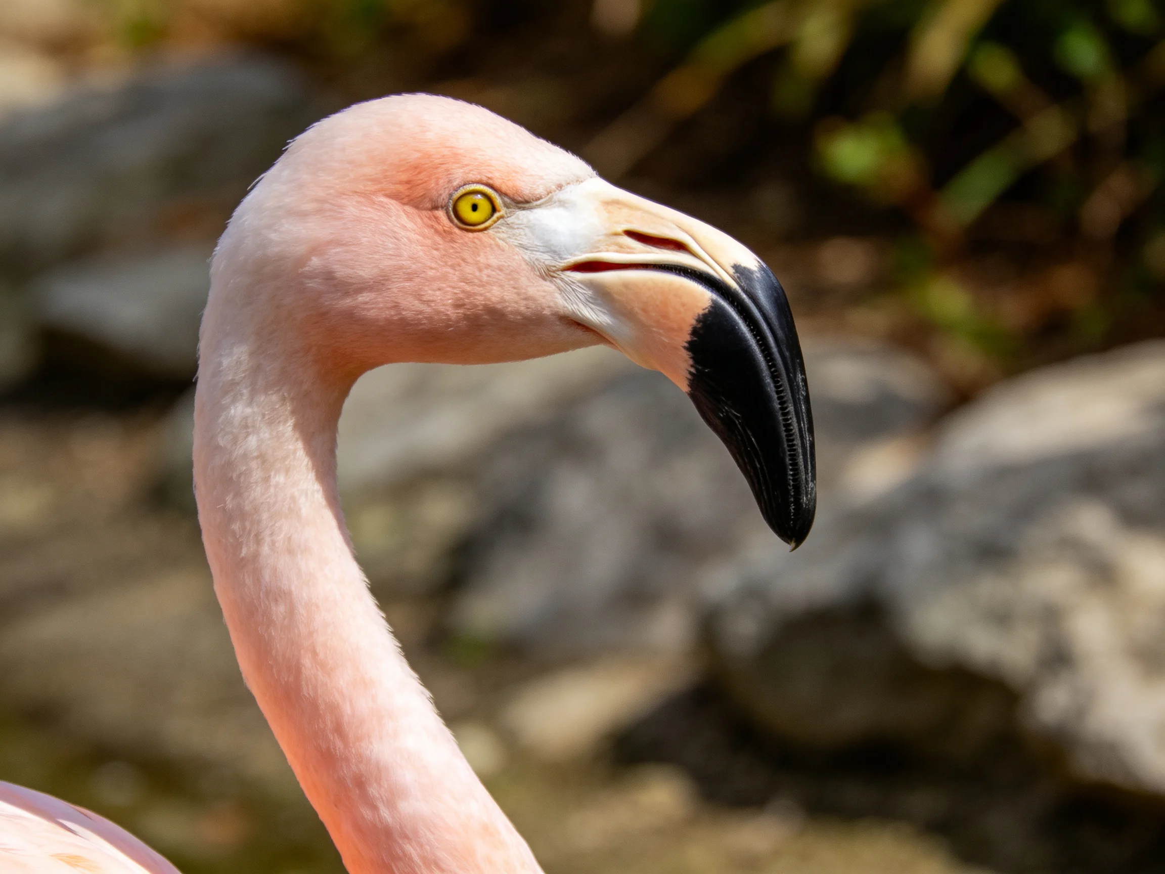 Close - up of a pink flamingo with a curved black beak