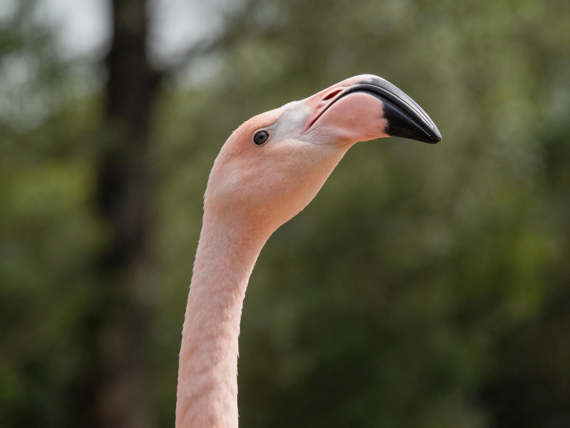 Close-up of a pink flamingo with a curved black beak