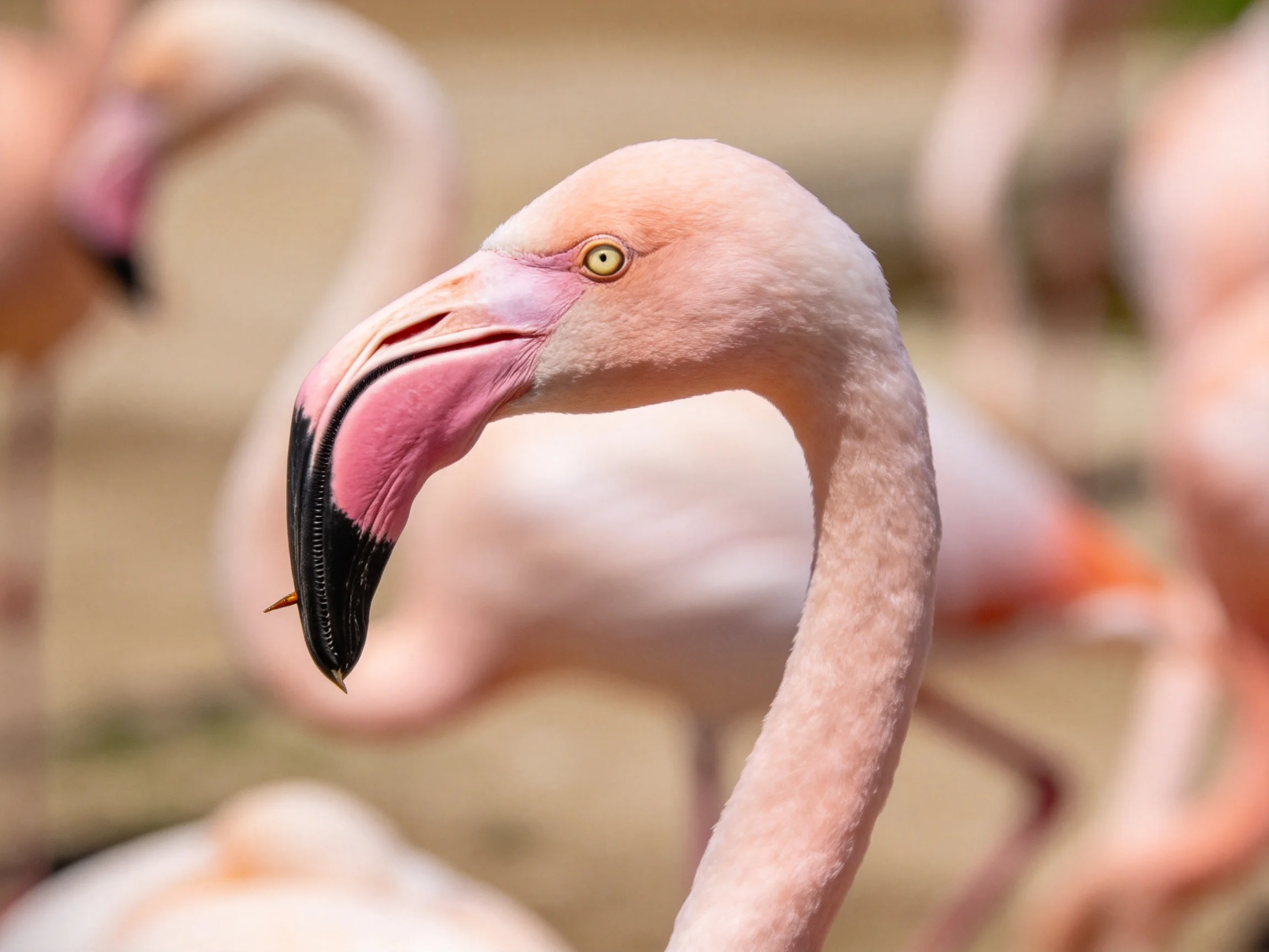 Close - up of a pink flamingo with a curved neck and vibrant beak