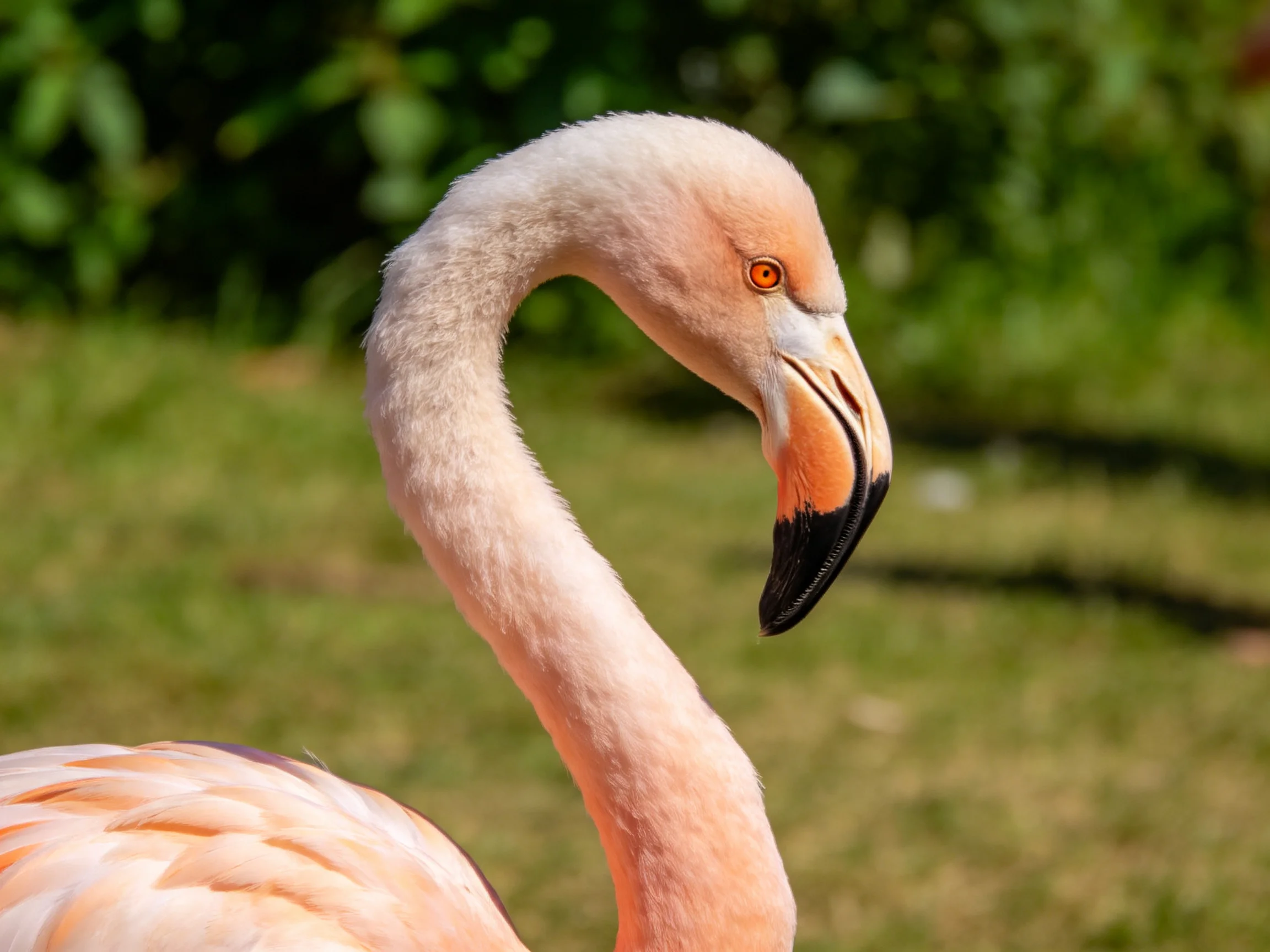 Close-up of a pink flamingo with an orange eye and black-tipped beak