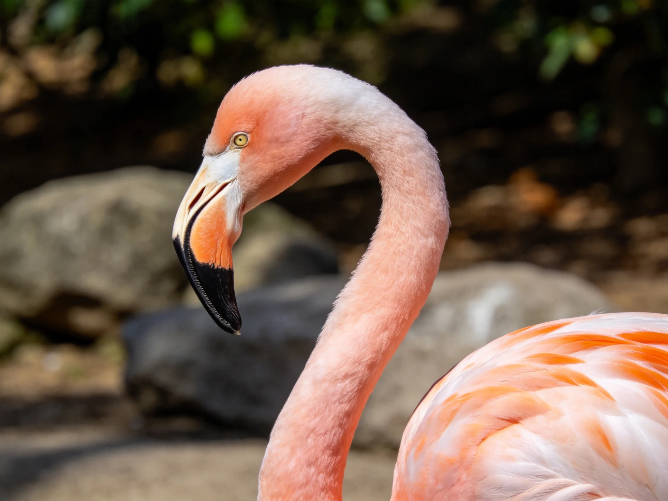 Close-up of a pink flamingo with black and orange beak