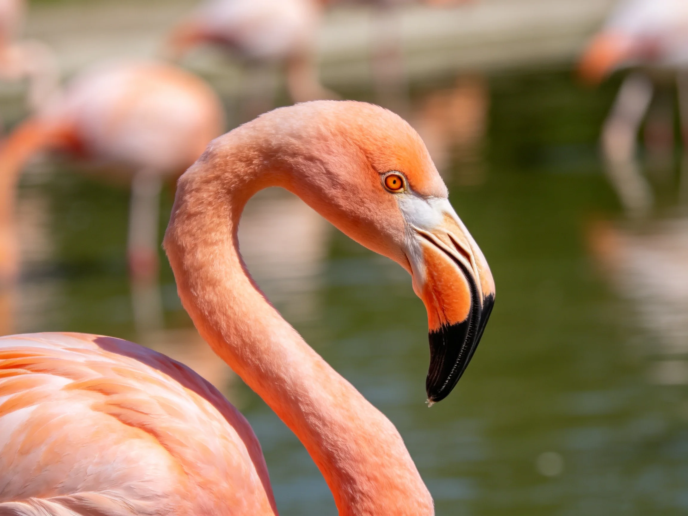 Close - up of a pink flamingo with black - tipped beak near water