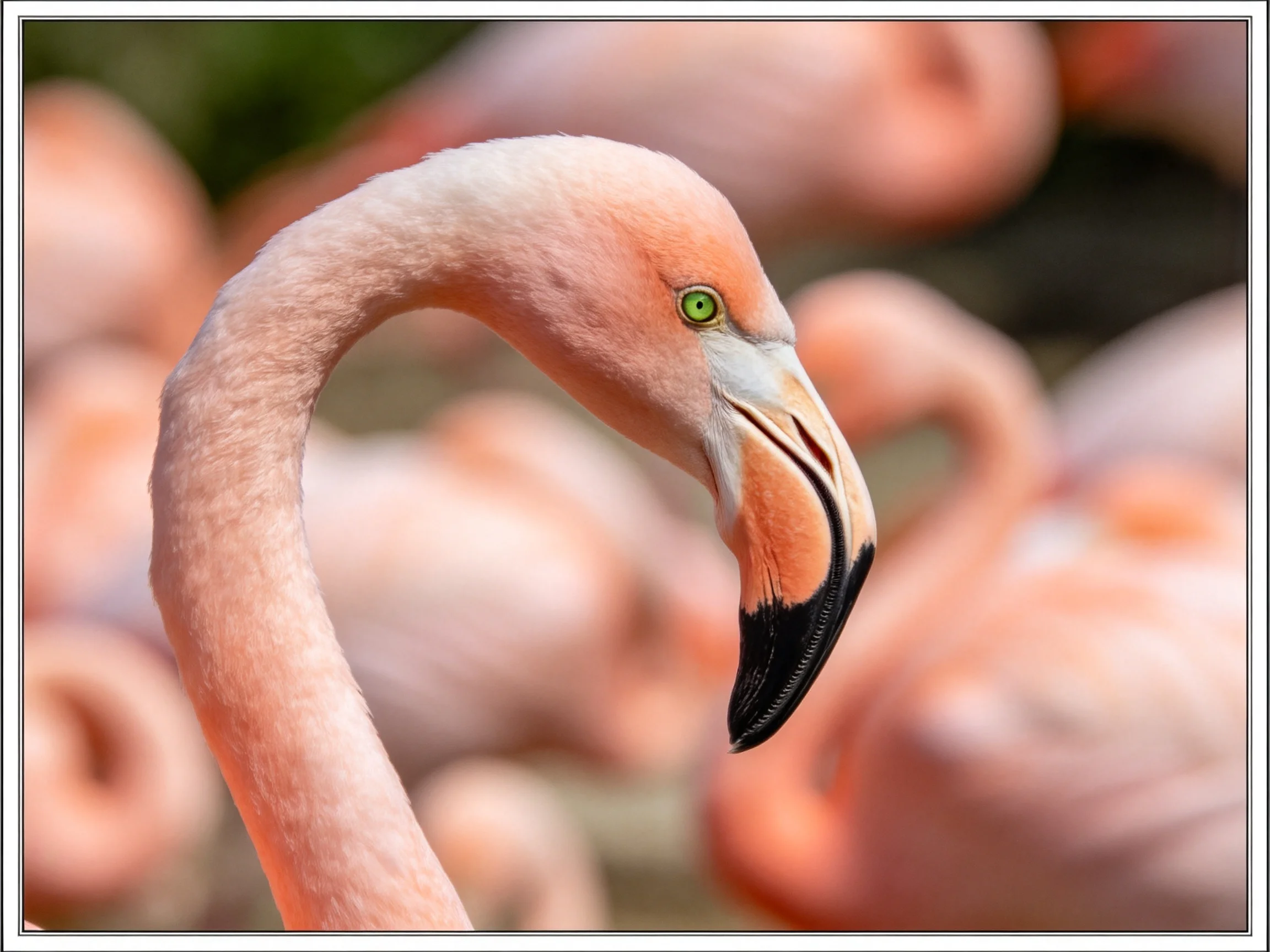 Close-up of a pink flamingo with black-tipped beak