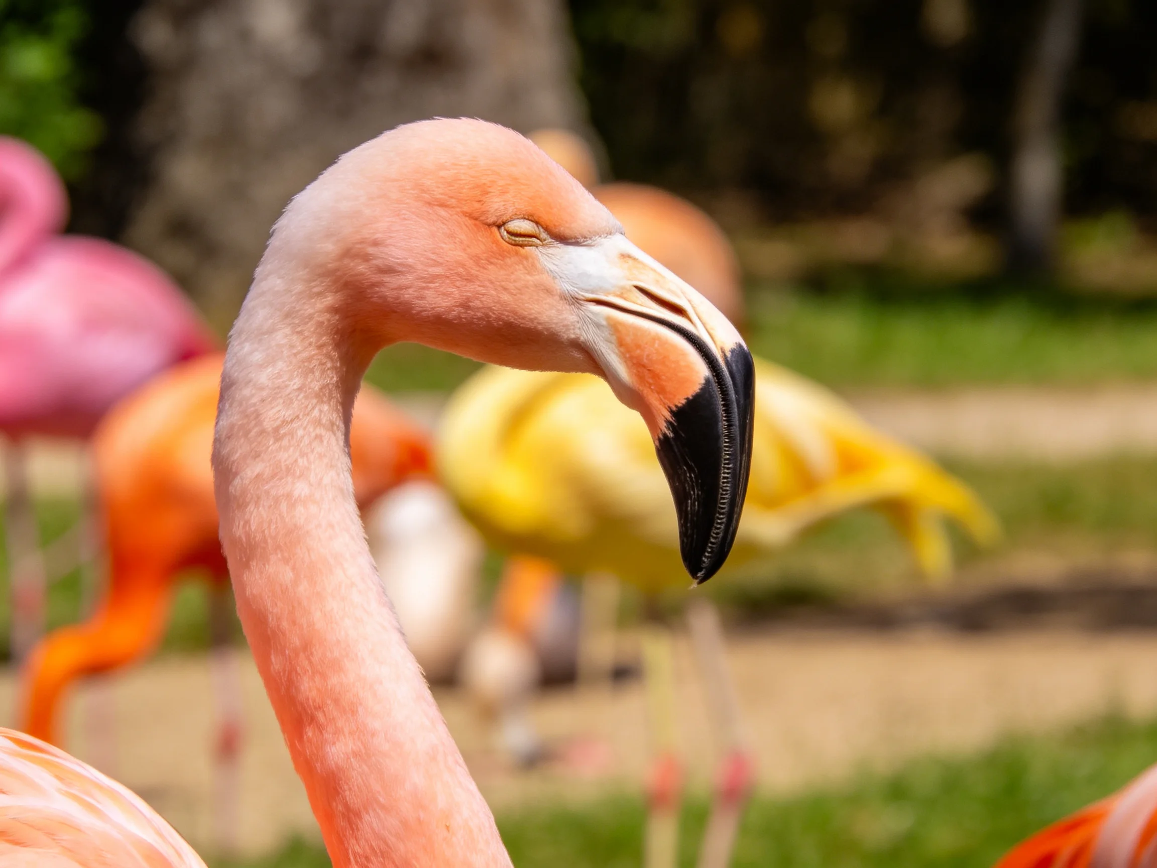 Close-up of a pink flamingo with colorful flamingos in soft focus