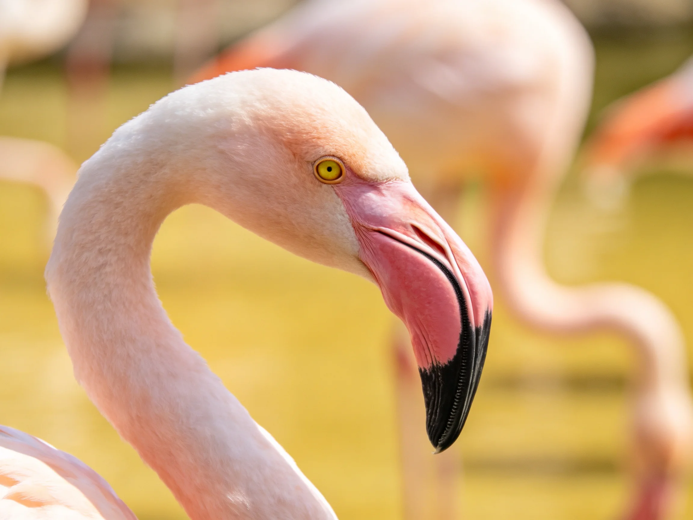 Close-up of a pink flamingo with curved neck and black-tipped beak