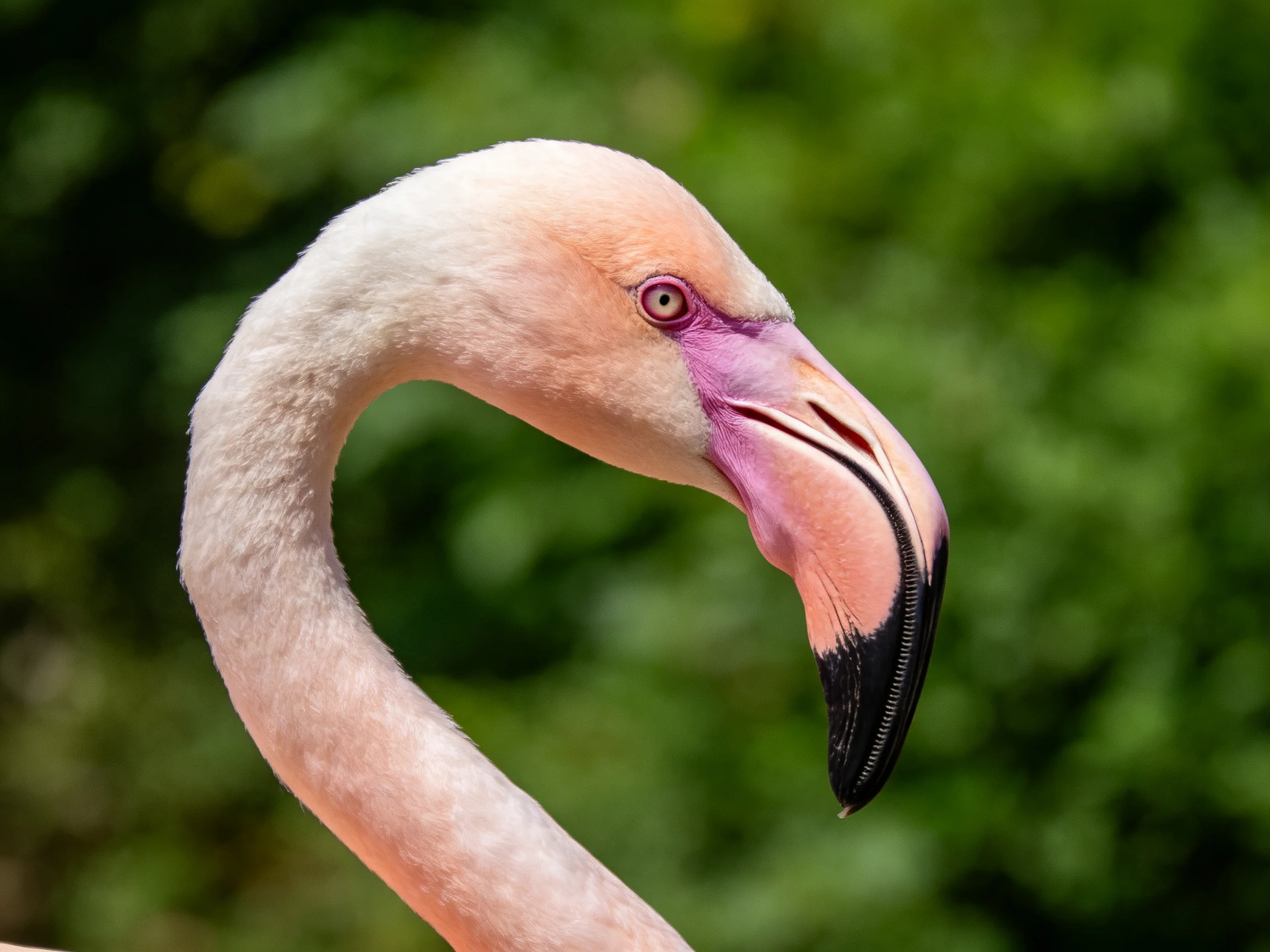 Close - up of a pink flamingo with curved neck and colorful beak