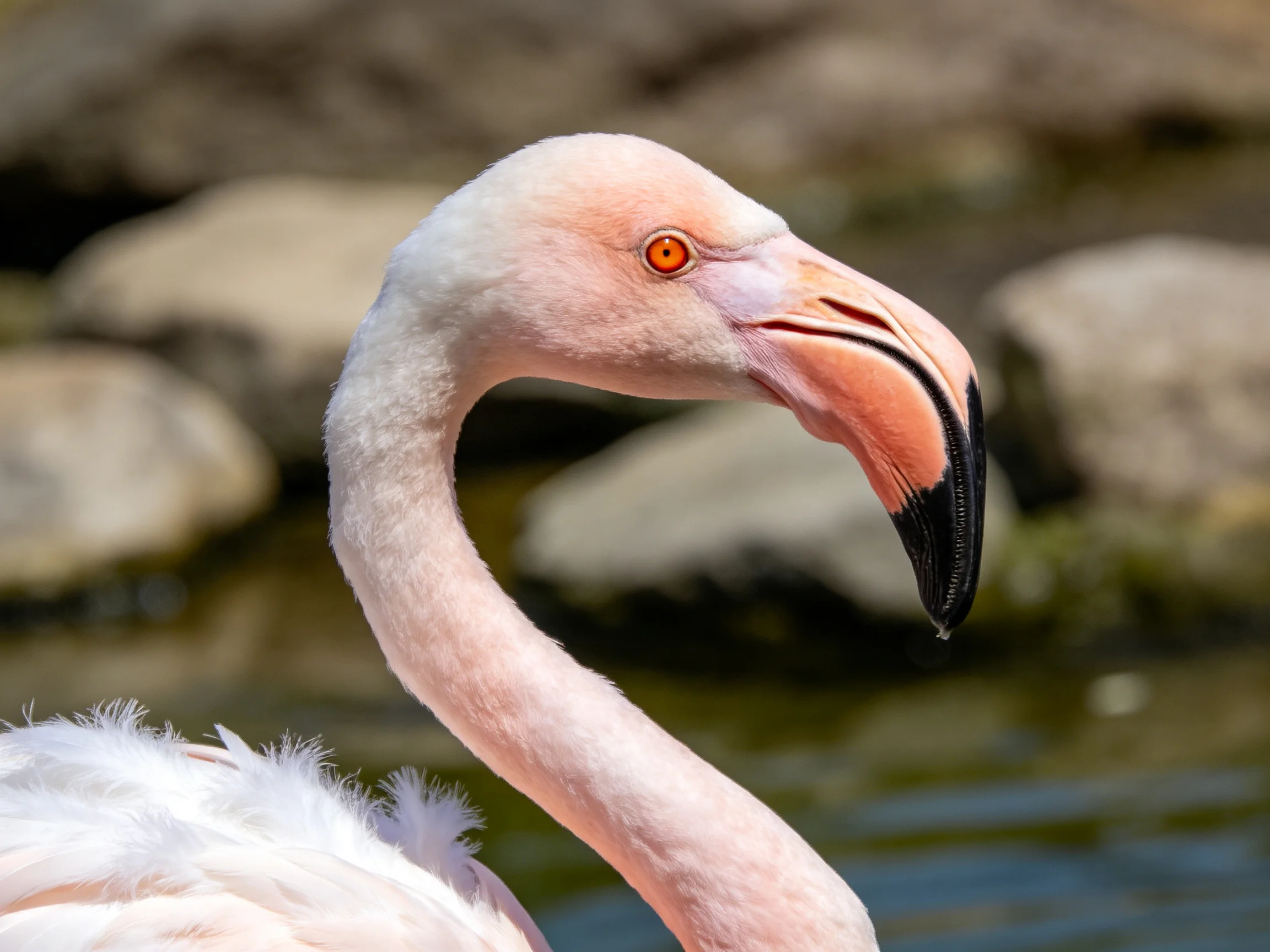 Close-up of a pink flamingo with orange eye and curved neck near rocks