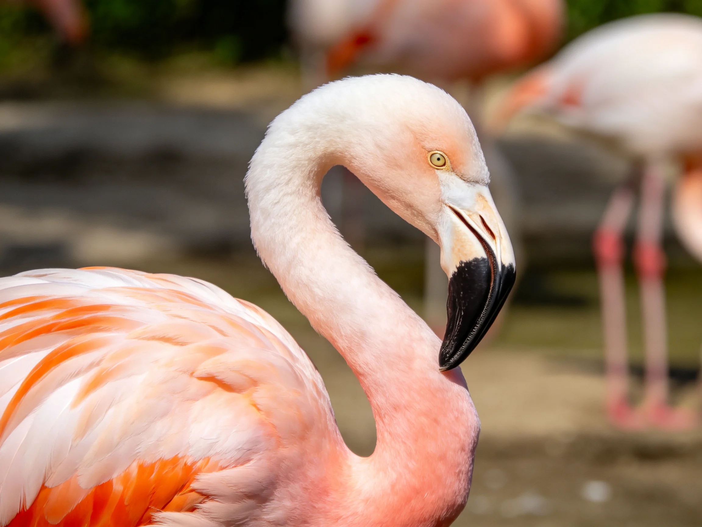 Close-up of a pink flamingo with orange feathers and black beak