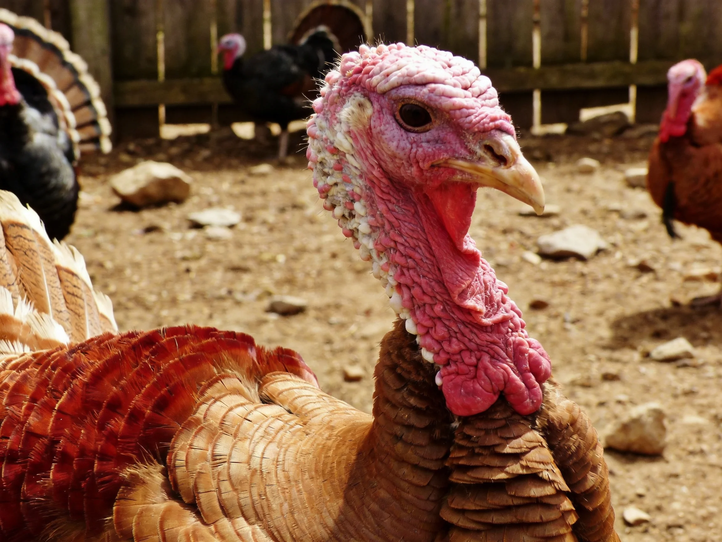 Close-up of a pink-headed turkey with colorful feathered companions