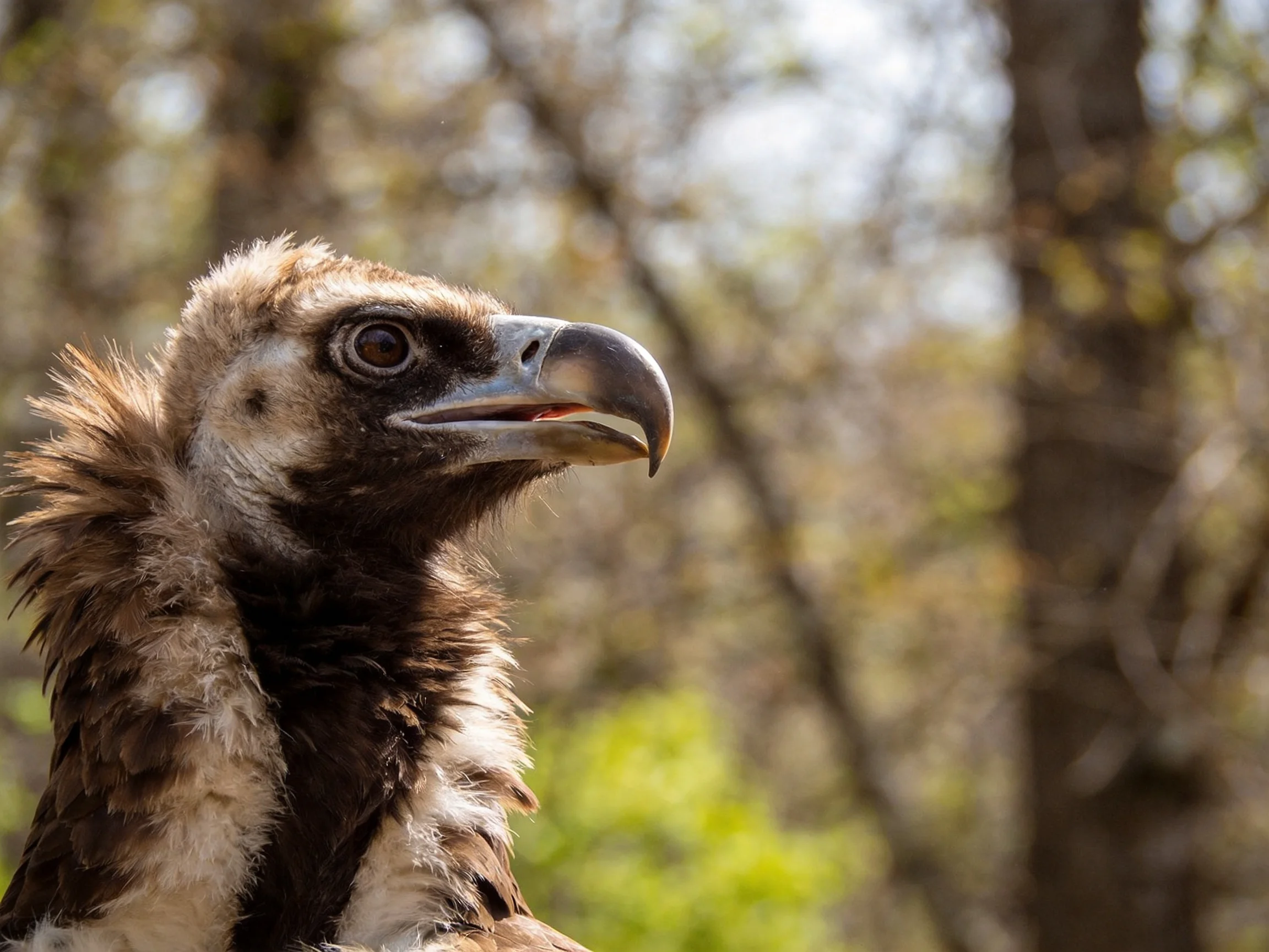 Close-up of a raptor with brown and white plumage in forest environment