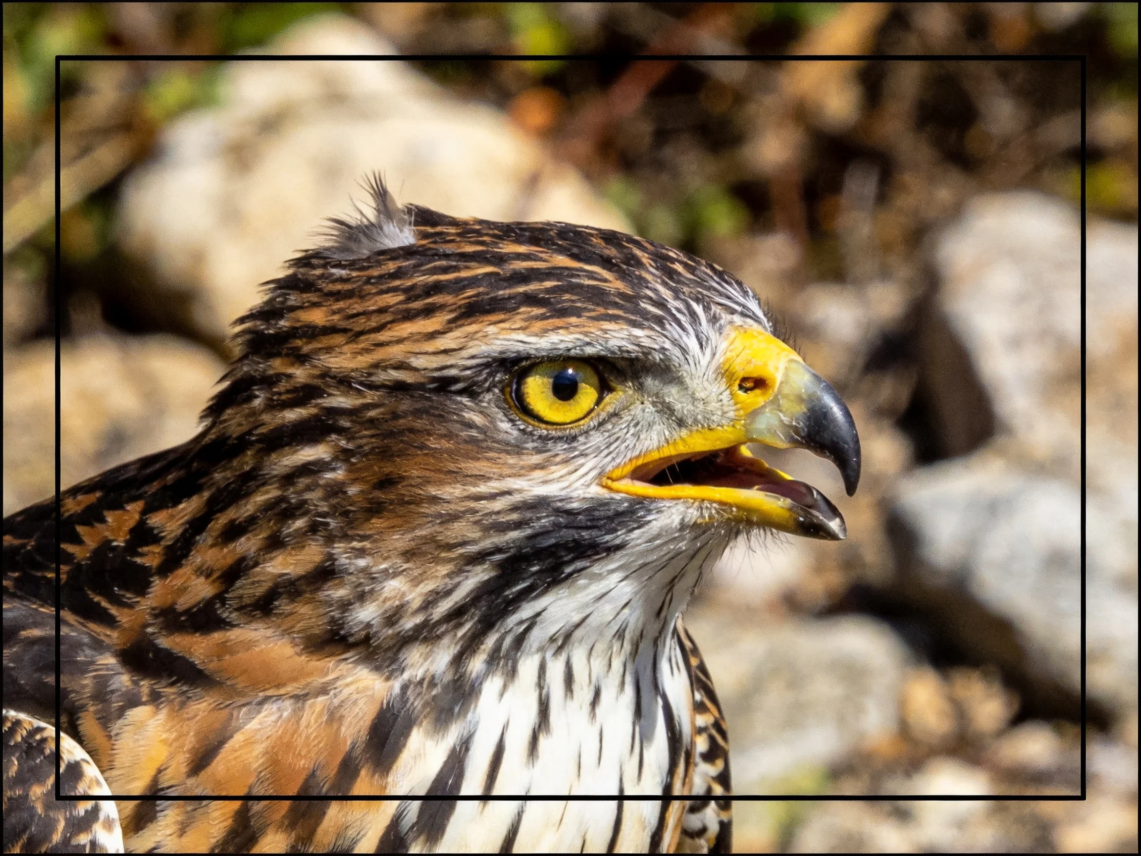 Close-up of a raptor with brown, black, and white plumage