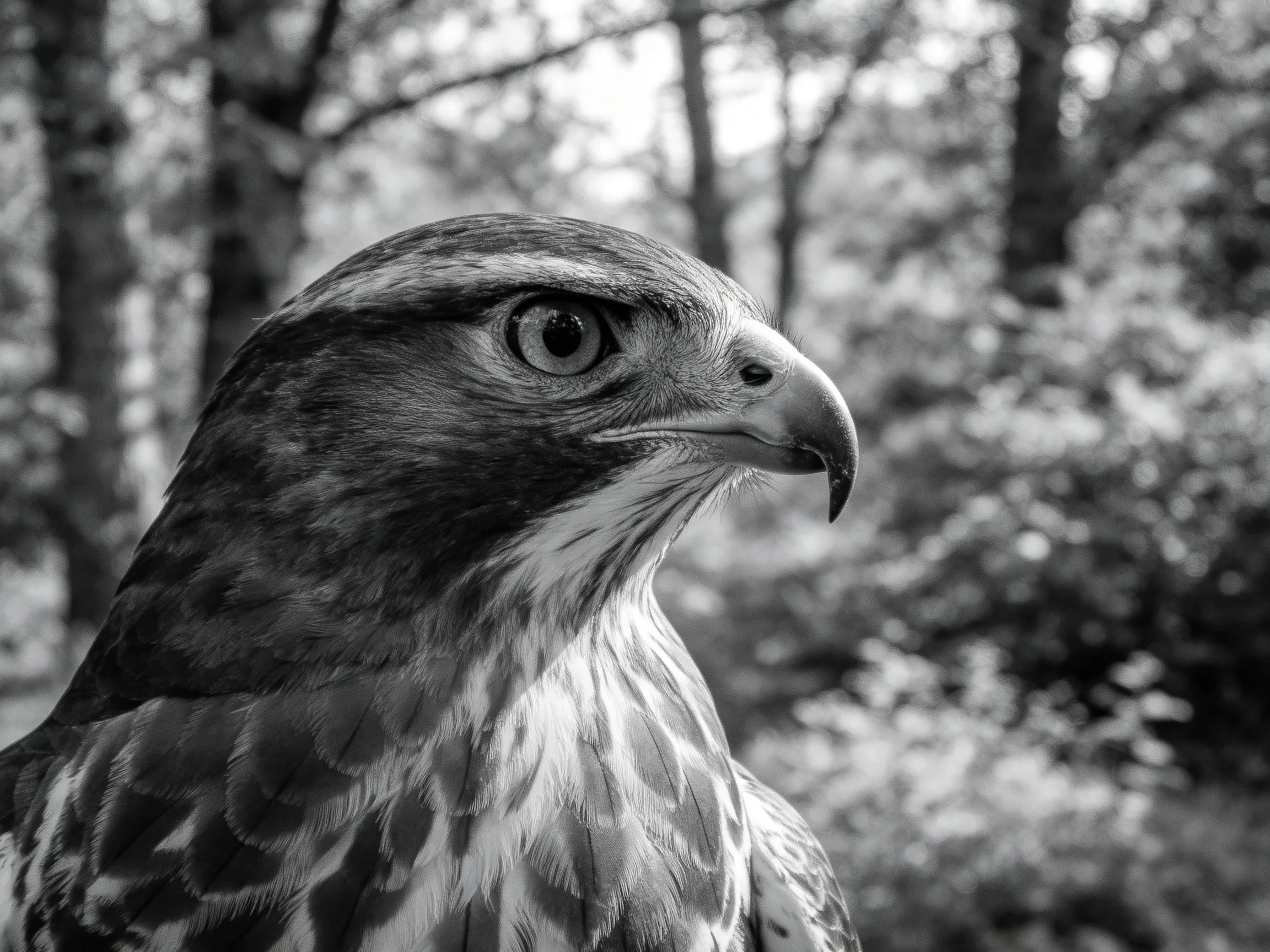 Close-up of a raptors head with detailed plumage in black and white