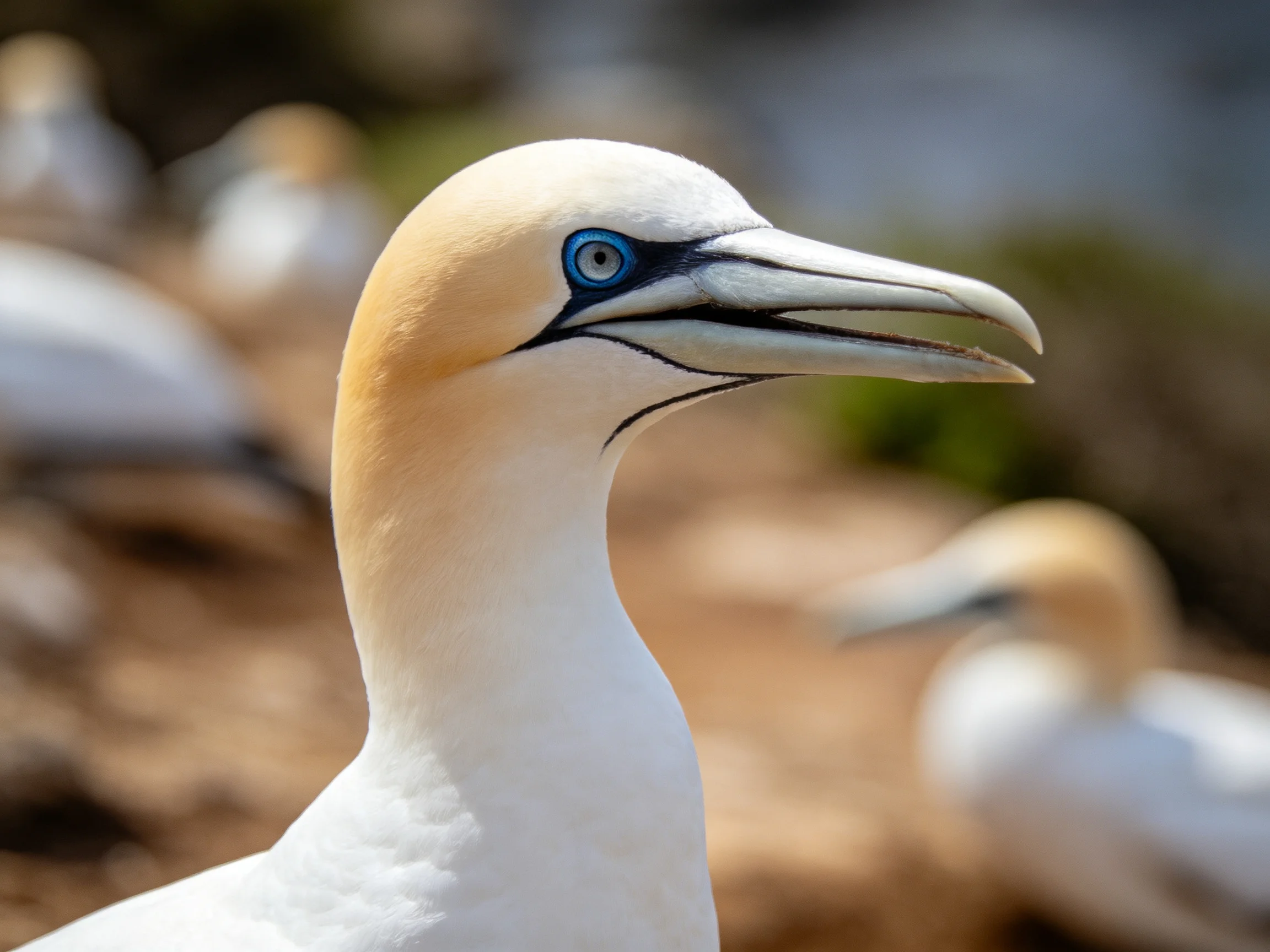 Close-up of a seabird with distinctive blue eye ring