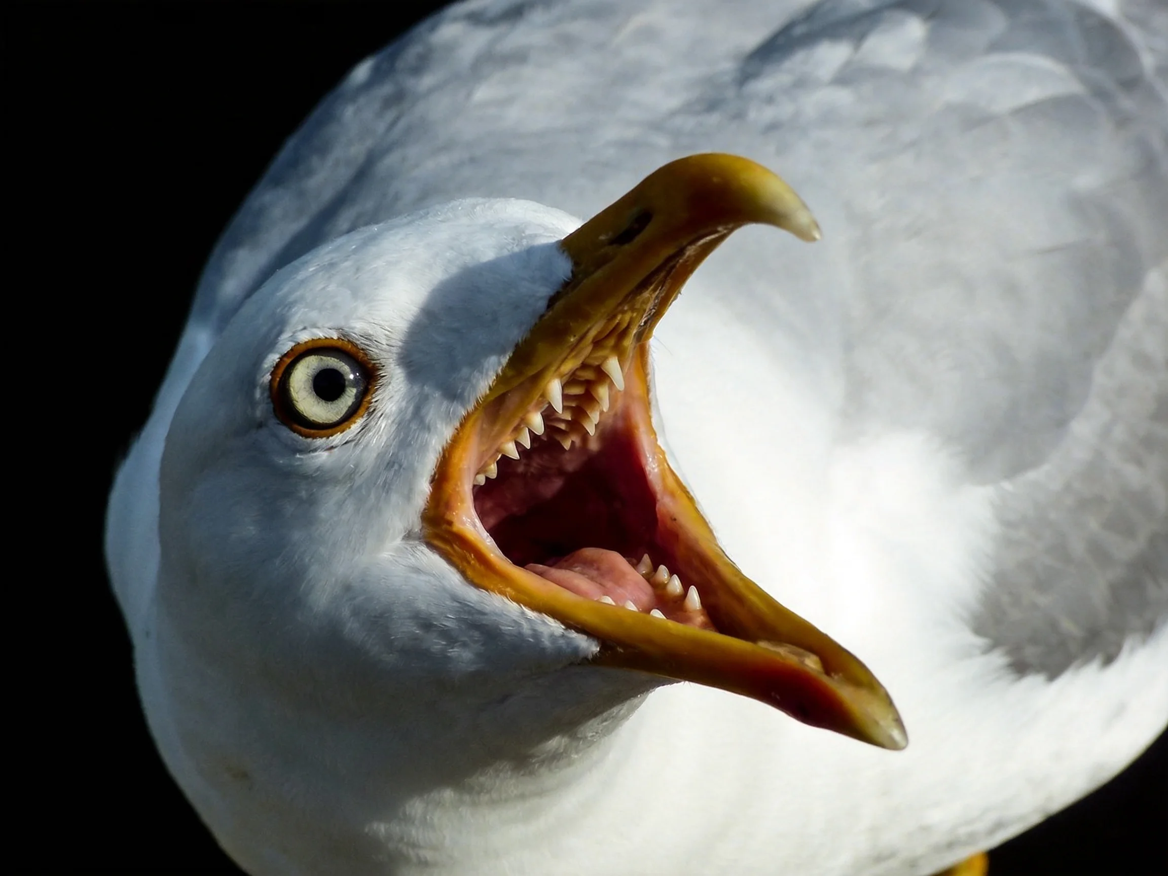 Close-up of a seagull with open beak displaying teeth