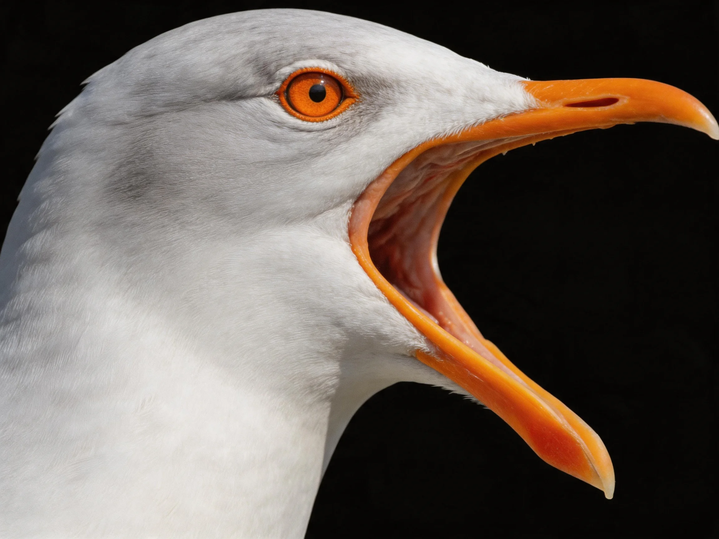 Close - up of a seagull with orange beak and white feathers