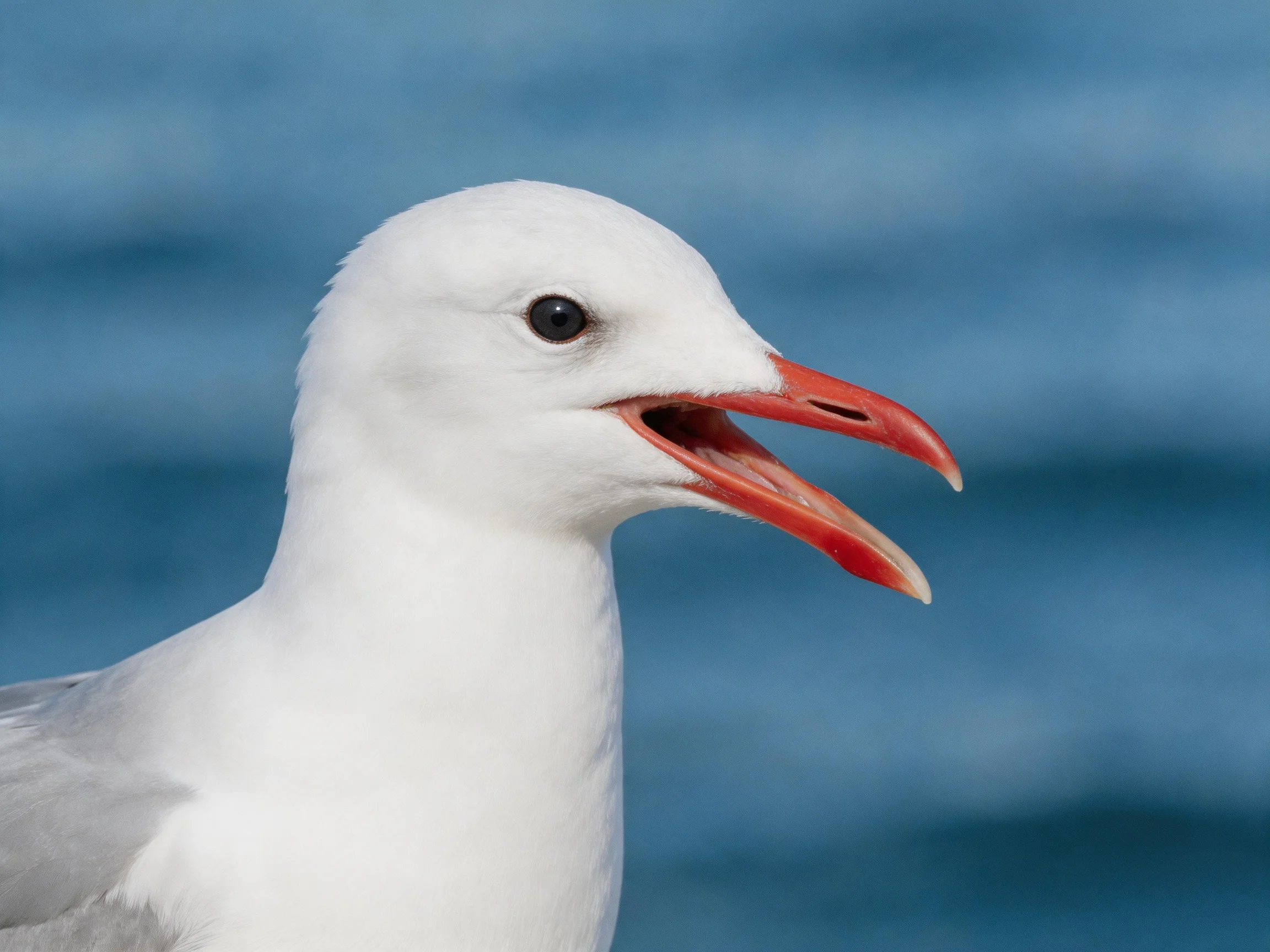A seagull with white plumage and an orange beak is depicted up close.