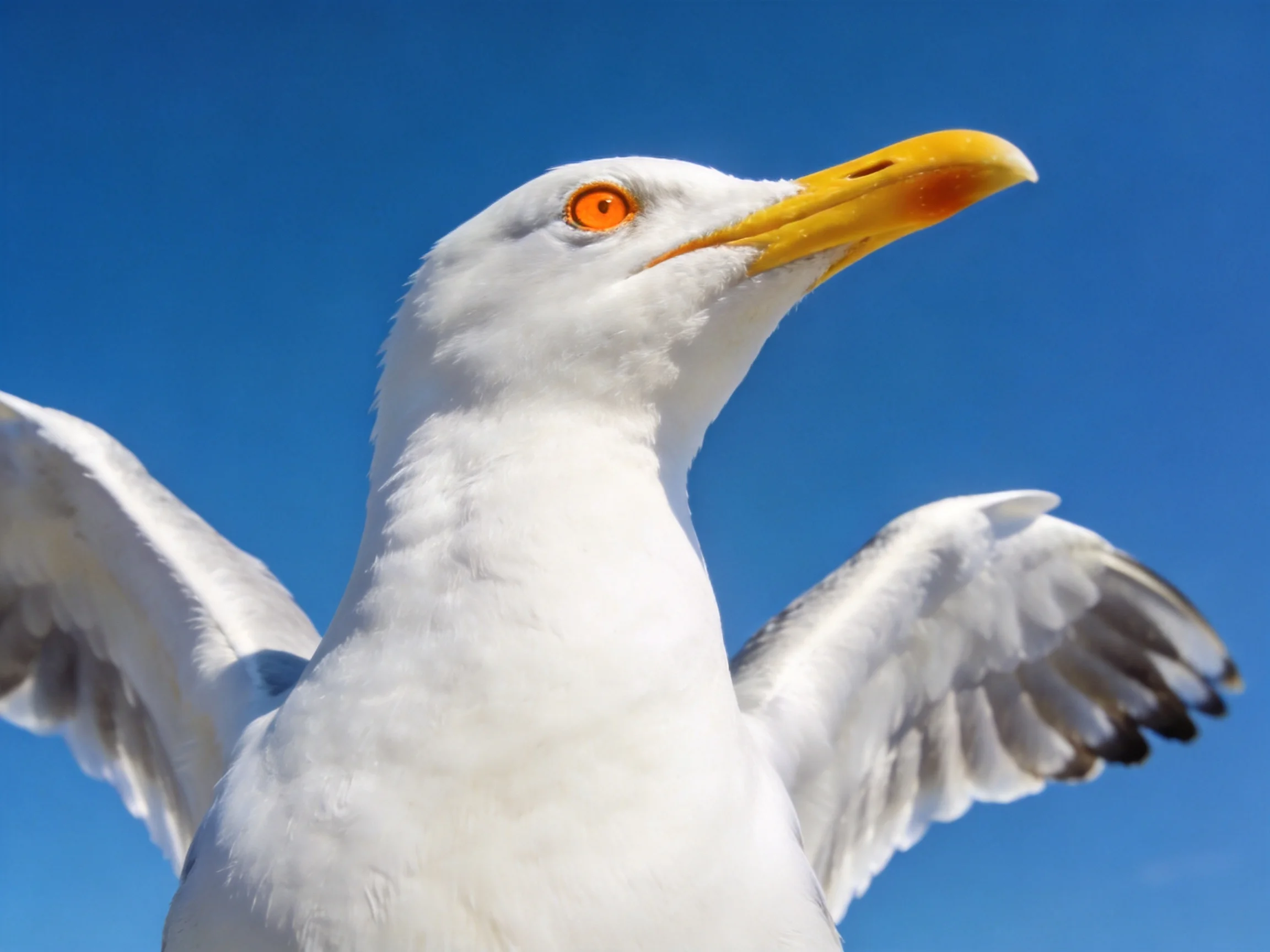 Close-up of a seagull with white plumage, yellow beak, and orange eye
