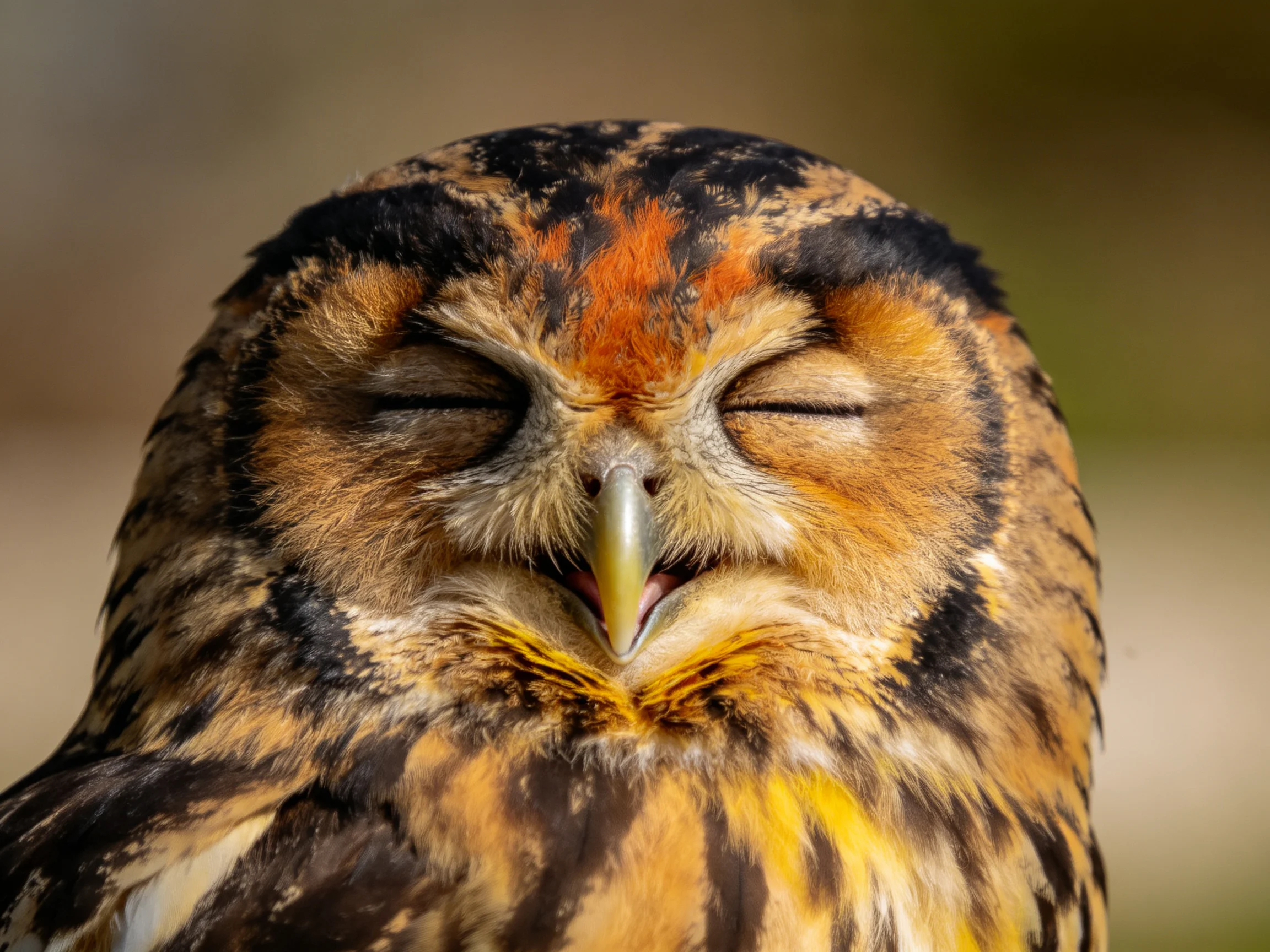 Close - up of a sleeping owl with brown, black, and orange plumage